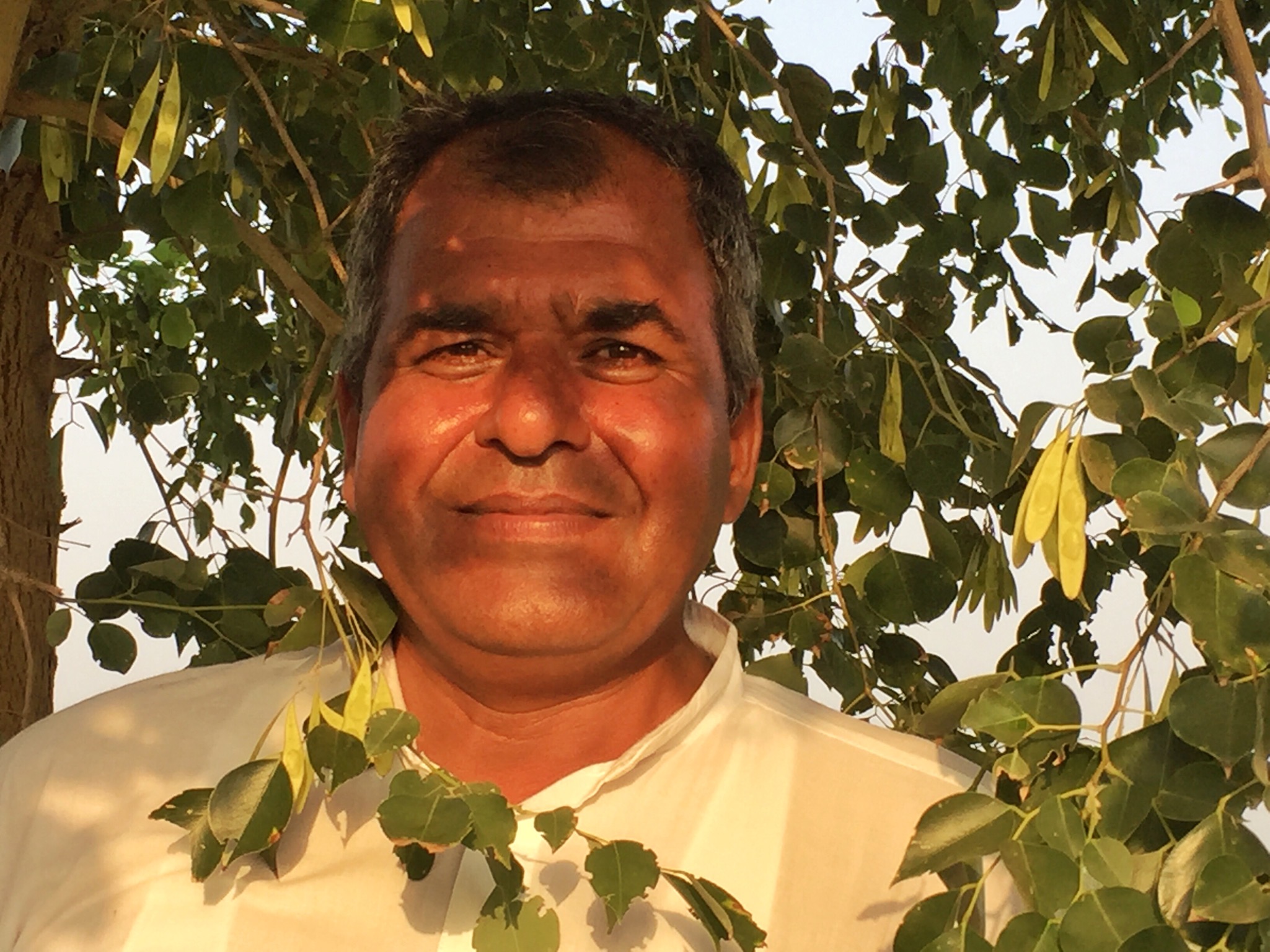 On the trail of the Sheesham tree