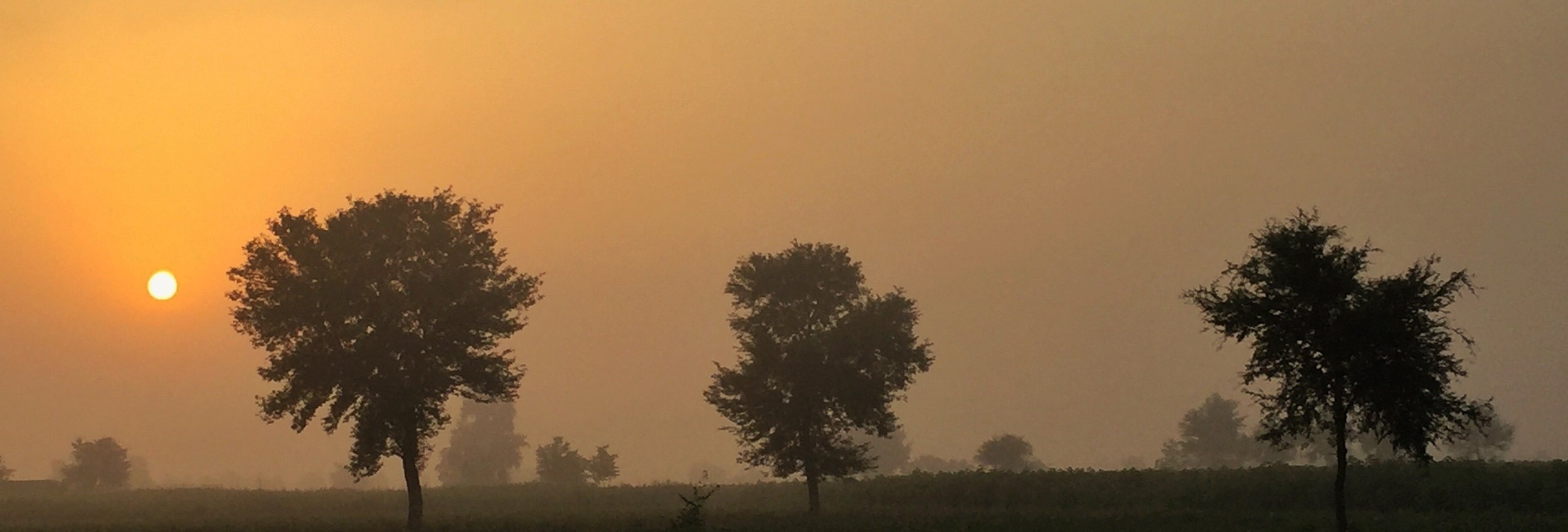 Sunrise over Krishan Rao's Sheesham trees