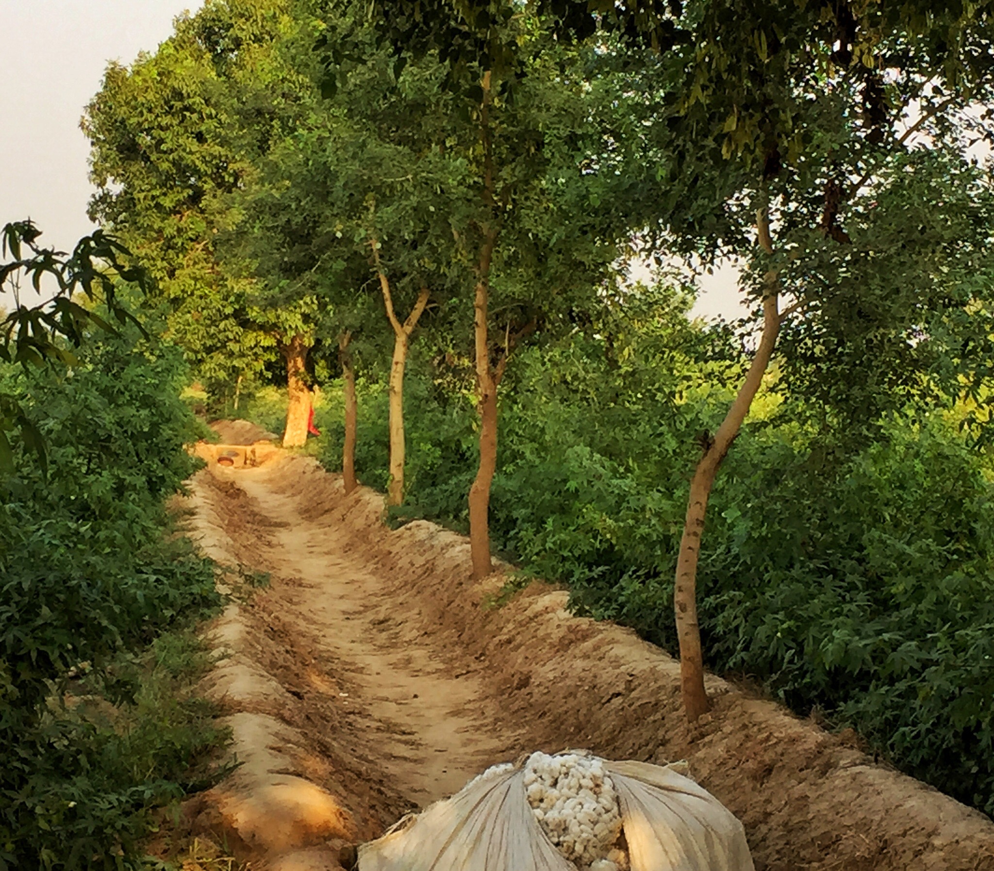 Sheesham trees grow on the banks between fields. These trees, planted as part of TFT's project with MdM and Indian farmers, are just just over two years old