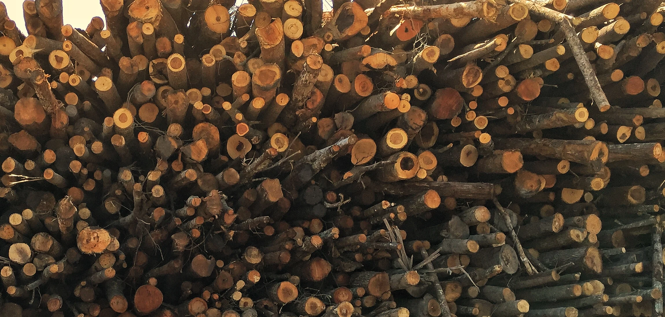Duelling biomass videos does not an energy transition make