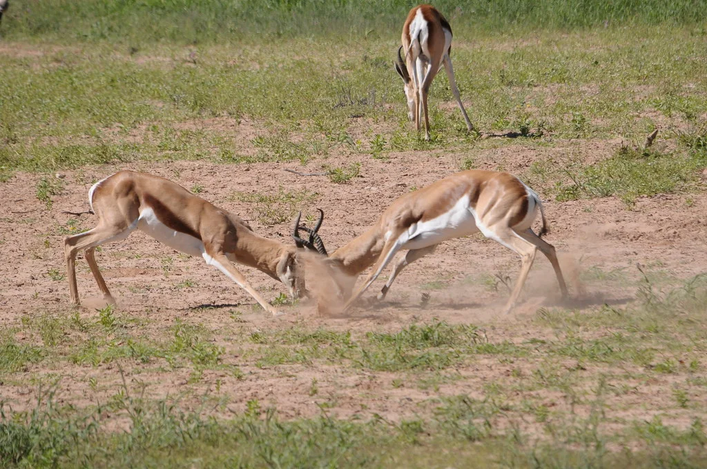 Fighting Won't Save Us