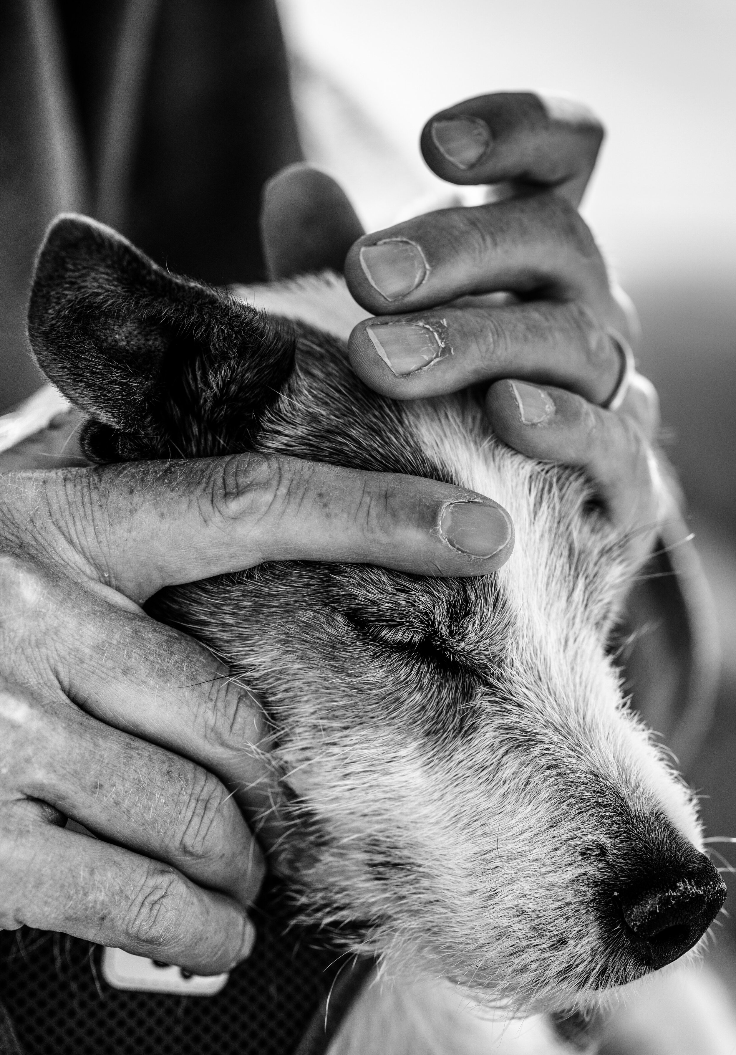 Patting Finn (edited-Pixlr).jpg