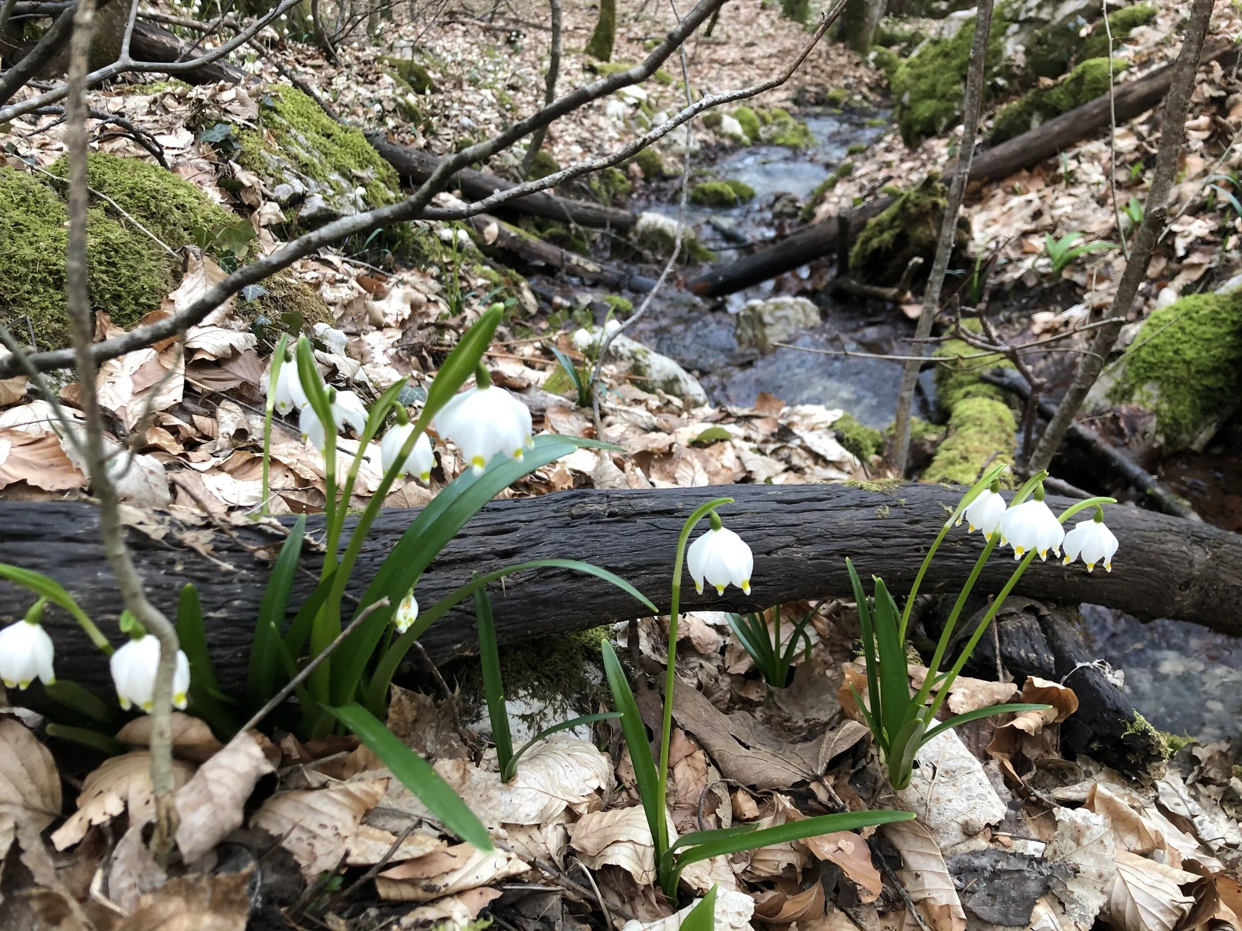 Friday Forest Inspiration