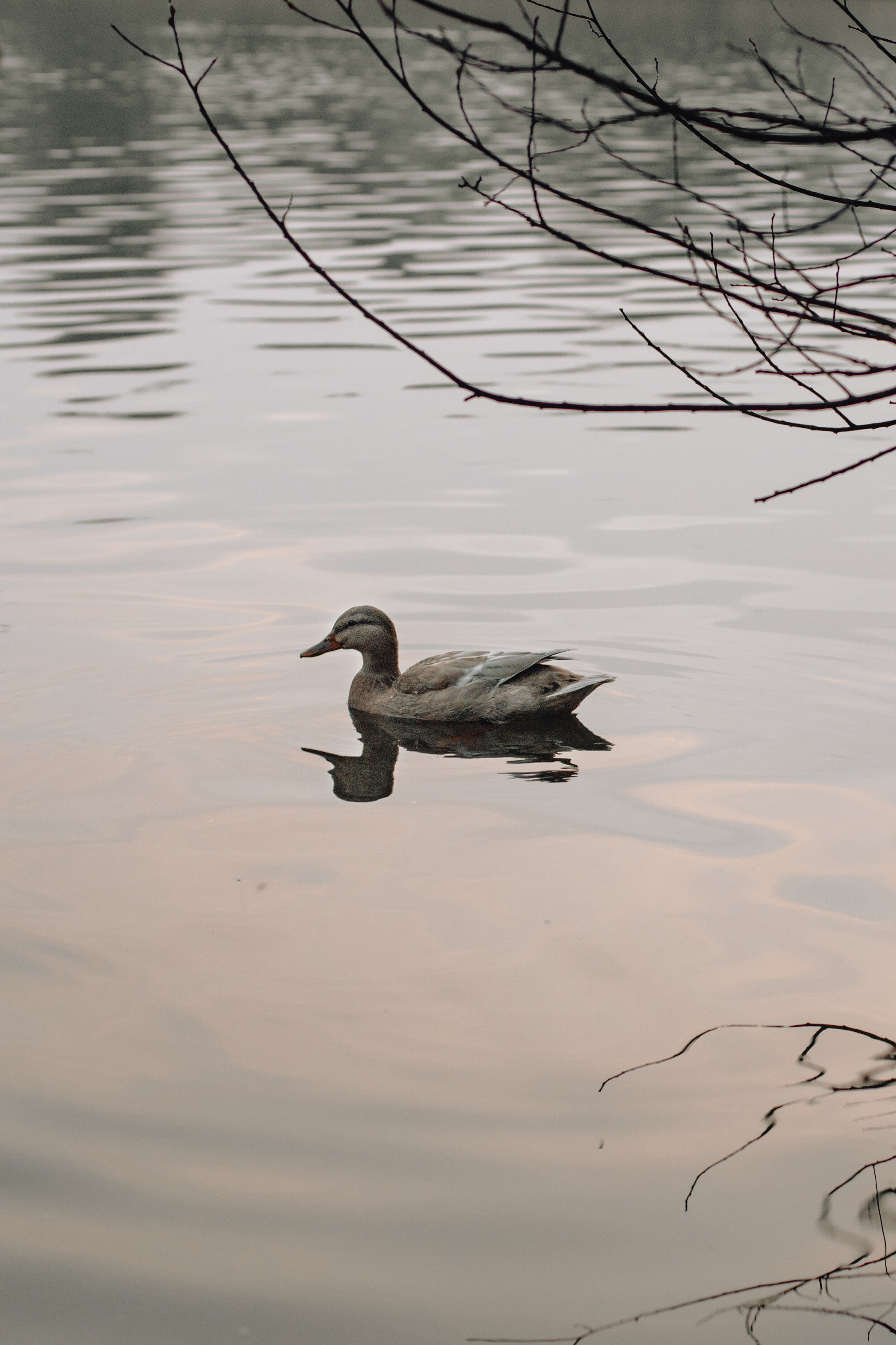 Might Michael's Duck Help Us With Climate Change?