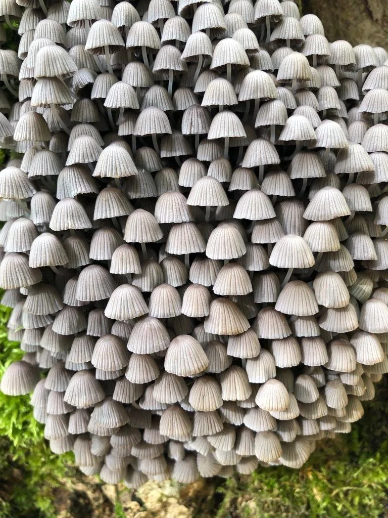 The Jura Trail Big Walk