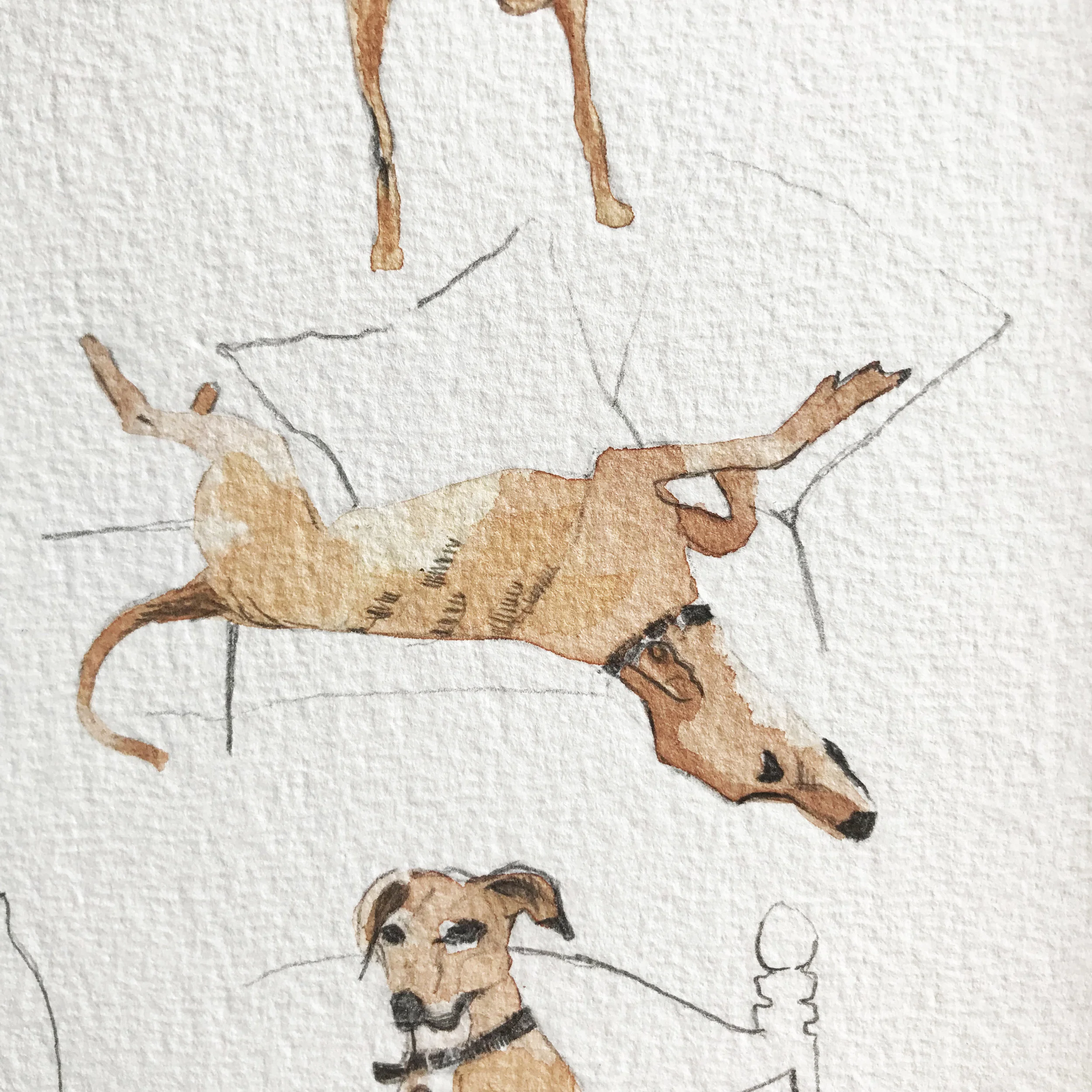 illustrated watercolour sketch of a pet portrait