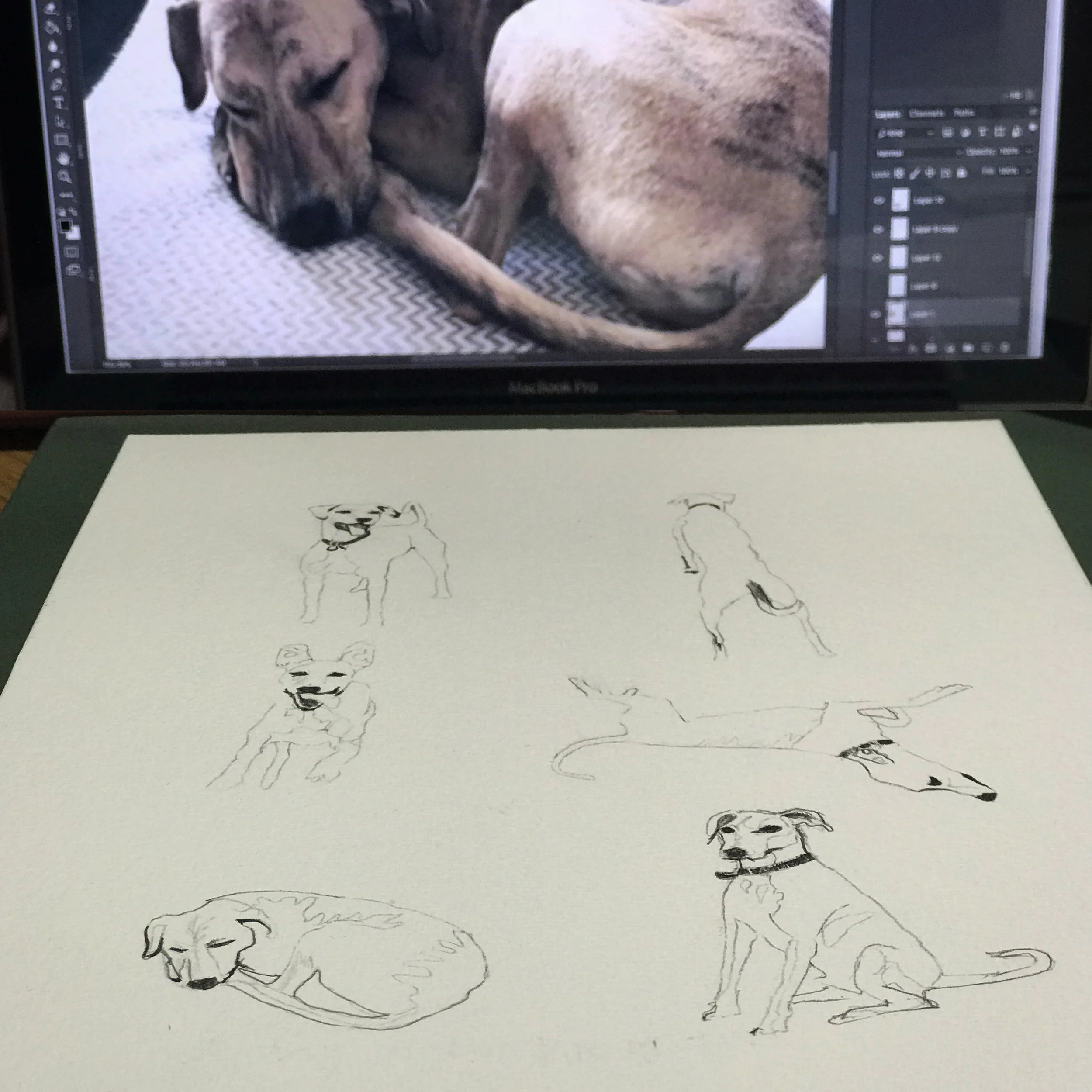 pet-pawtrait-portrait-process-pencil-a-day-in-the-life-of-your-pet.jpg