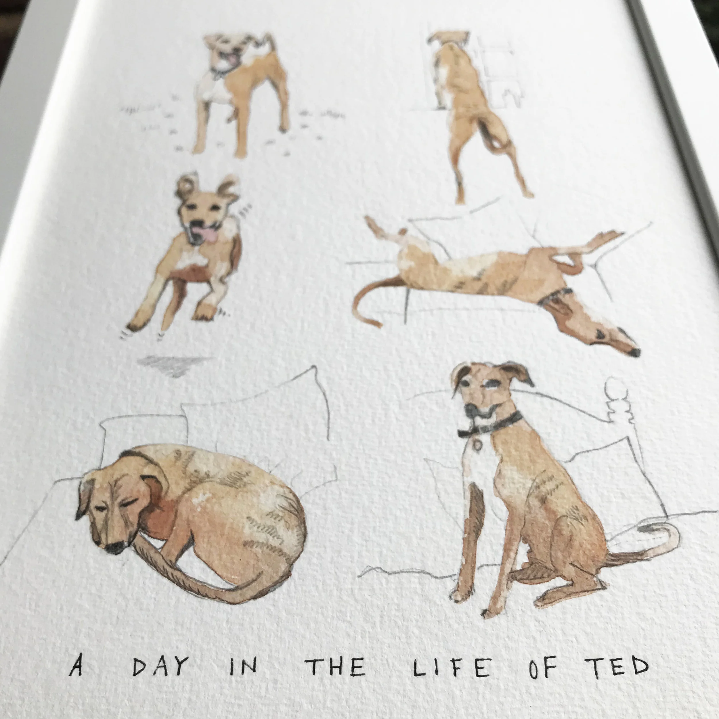 A day in the life of your pet illustrated watercolour painting