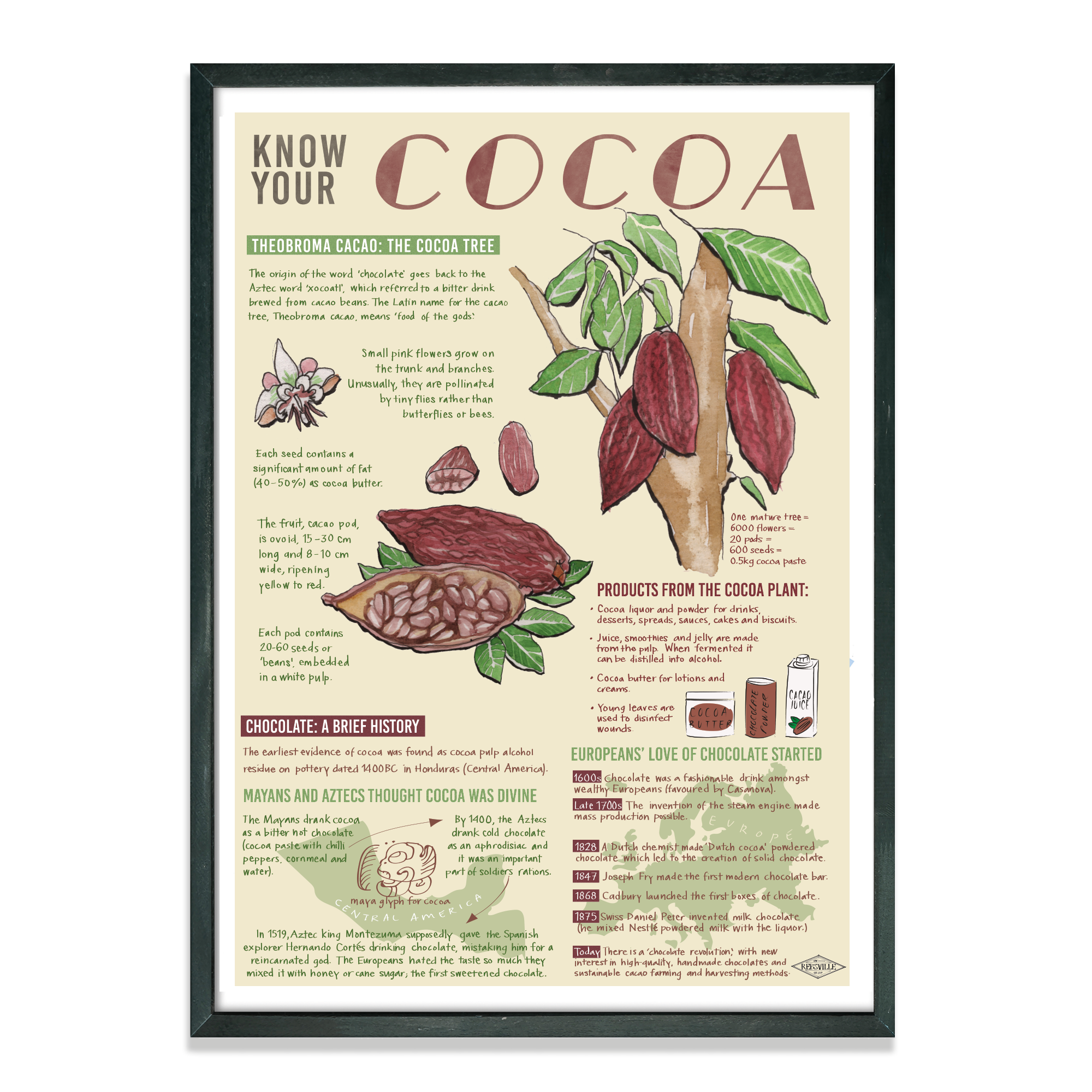 KNOW YOUR COCOA' INFOGRAPHIC ART PRINT — Rebecca Lea Williams Art