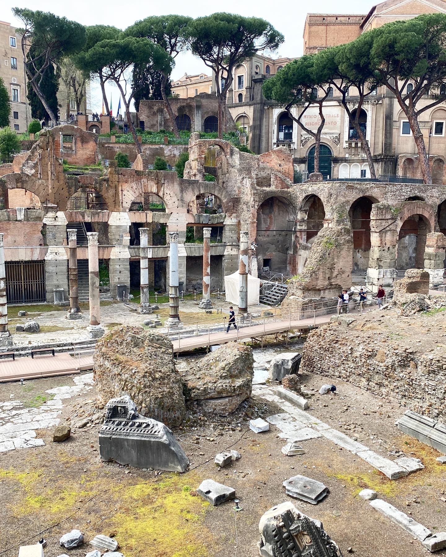 The Forum + my favourite pine trees