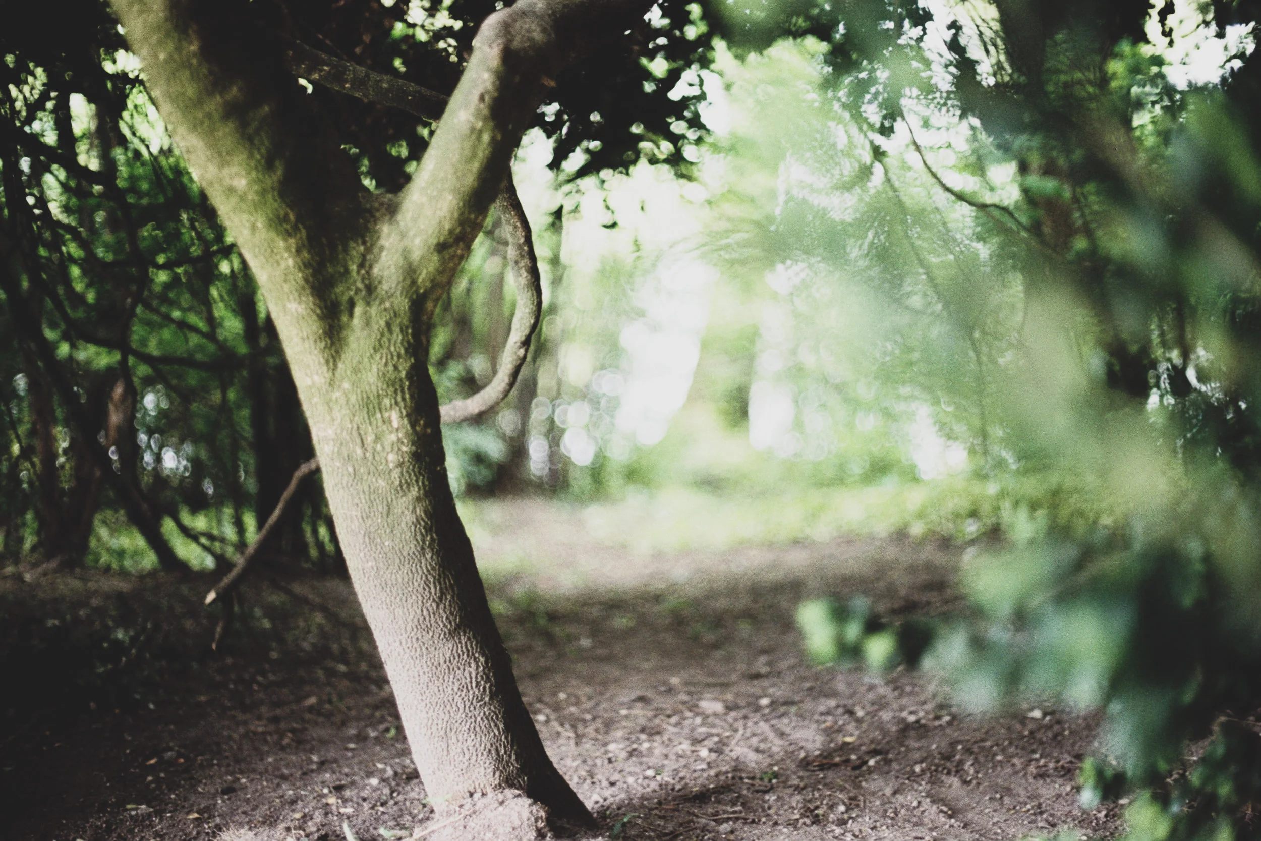 Coming to light: A seasonal exploration of the uncanny and the weird.