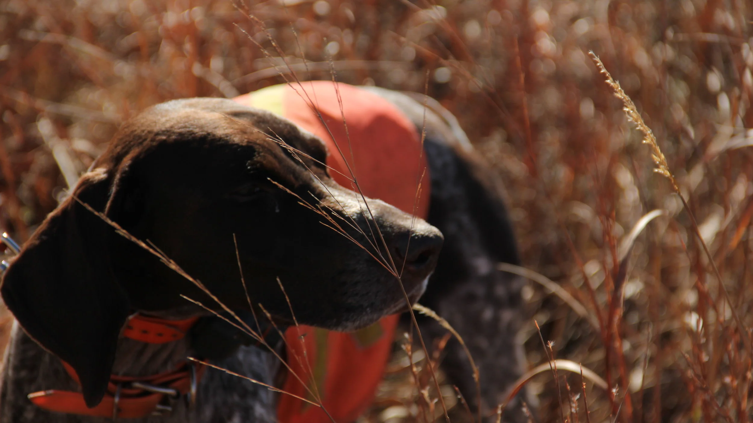 Copy of IMG_8587.JPG