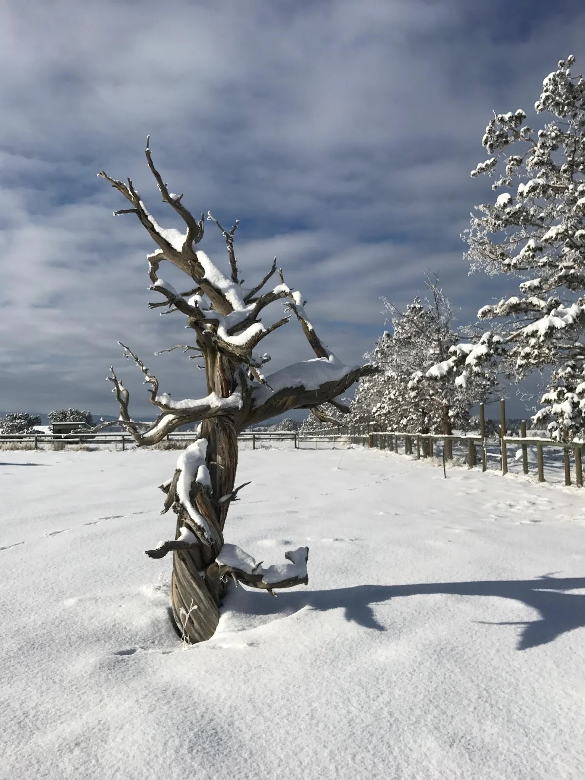 Ralph Nauman tree pic.jpg