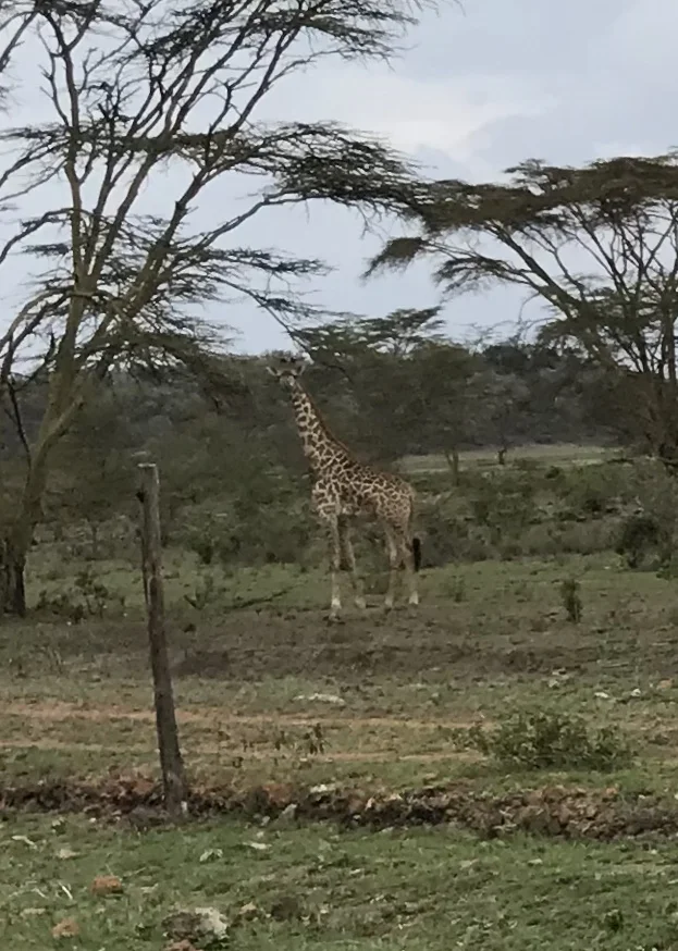 Day 16 giraffe.jpg