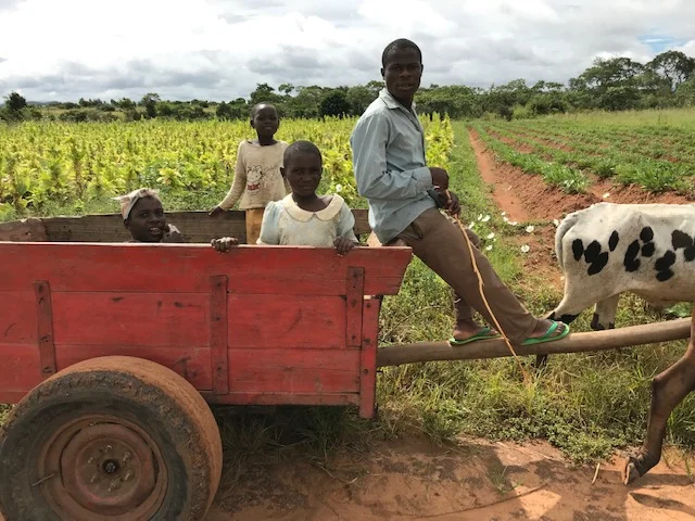 A typical road-side in Malawi.