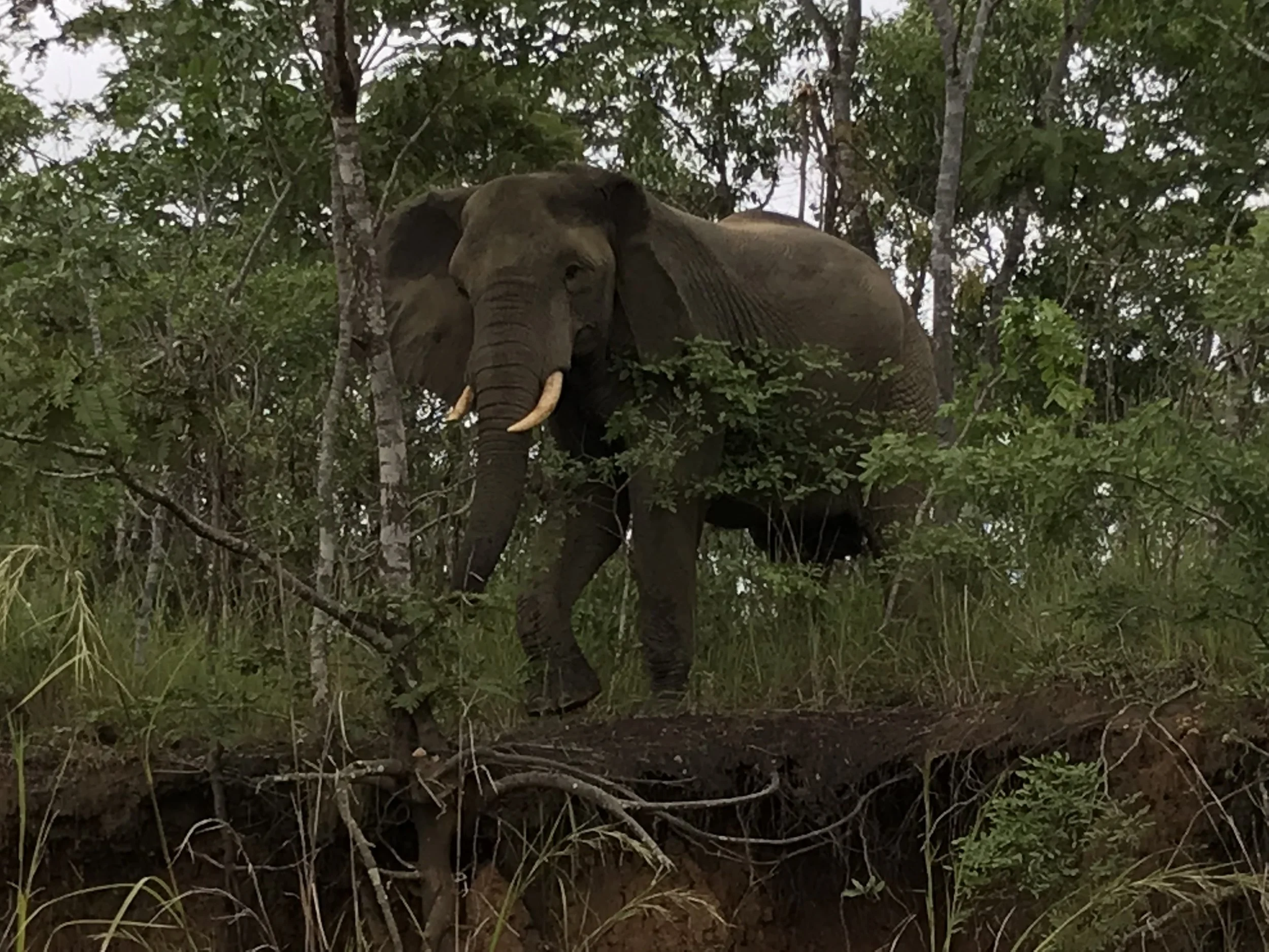 Up close and personal with this magnificent animal.