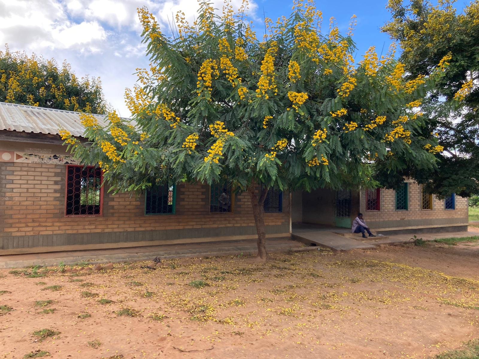Day 4 school and yellow flowered tree.jpg