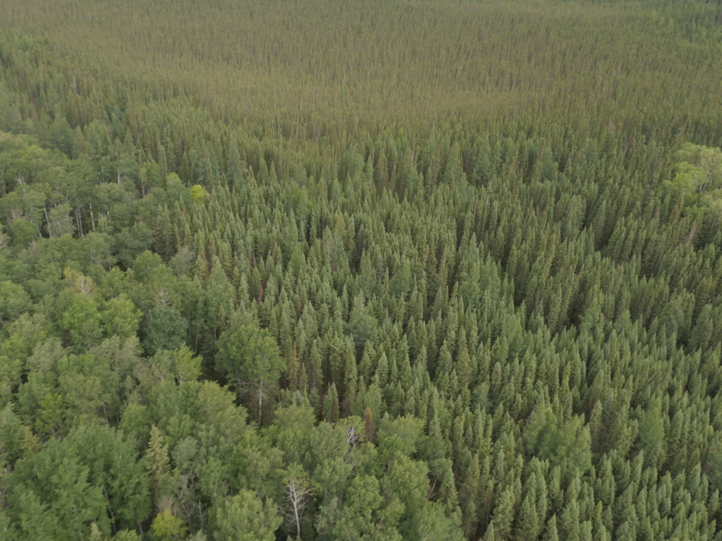 P1280139_SandyLake_Aerial_Trees_20170719.JPG