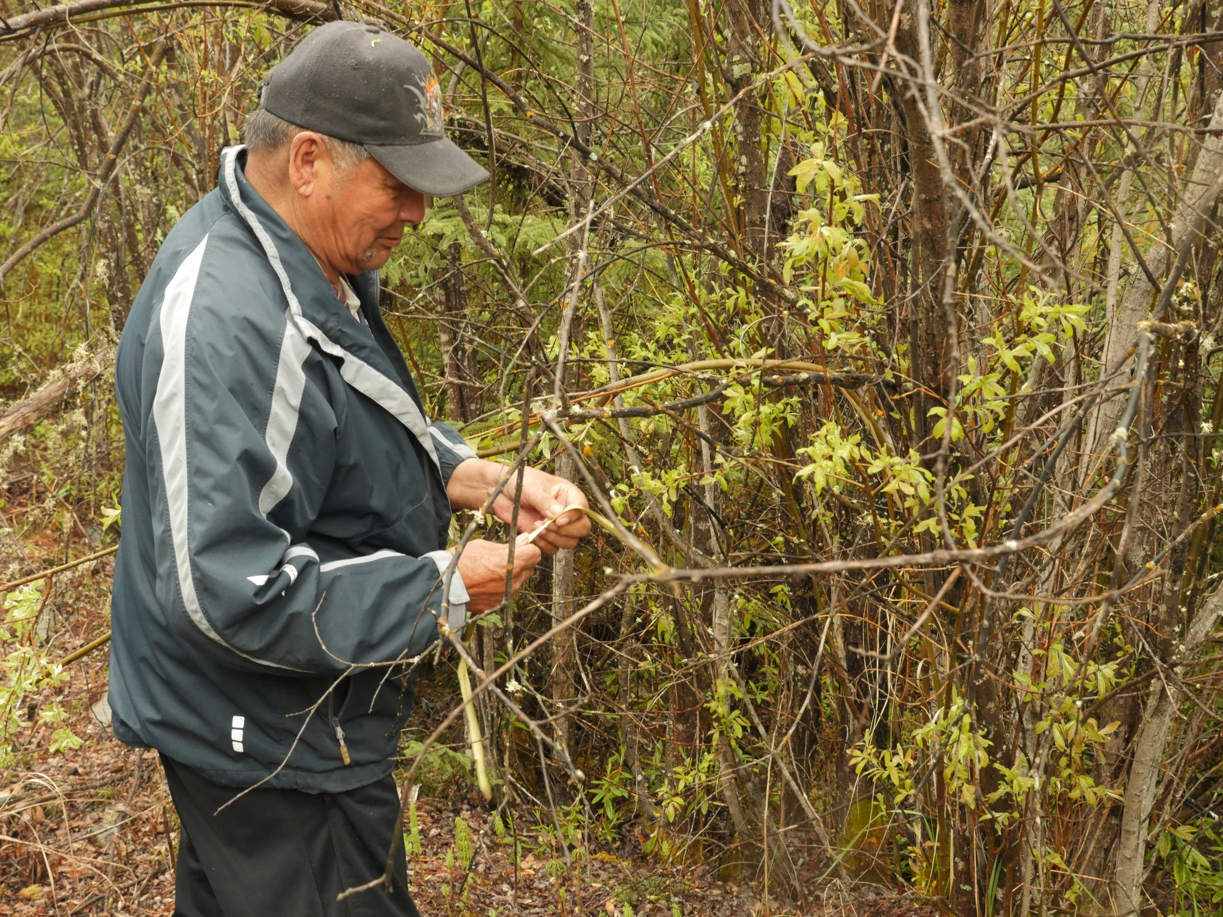P1270740_WunnuminLake_Elders_Enus_Alder_20170614 copy.JPG
