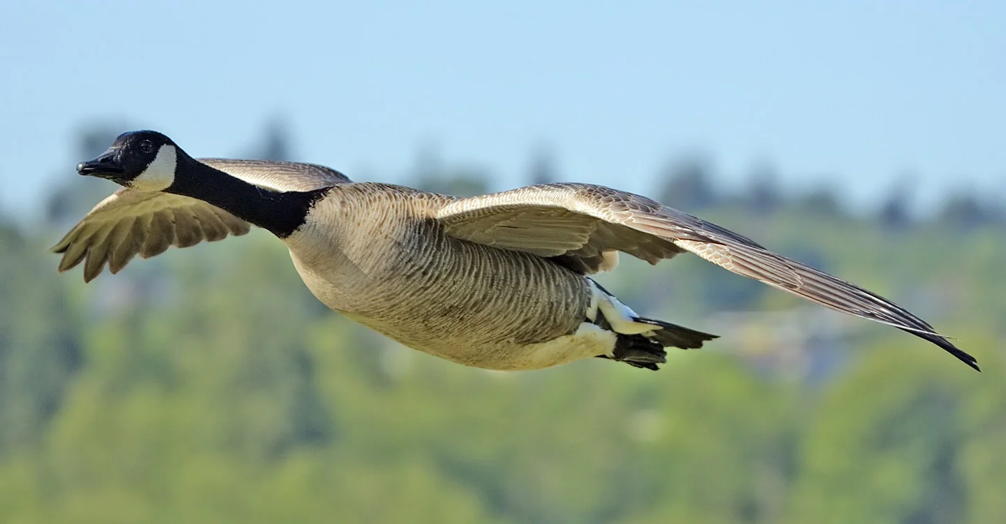 Canada_goose_flight_cropped_and_NR.jpg