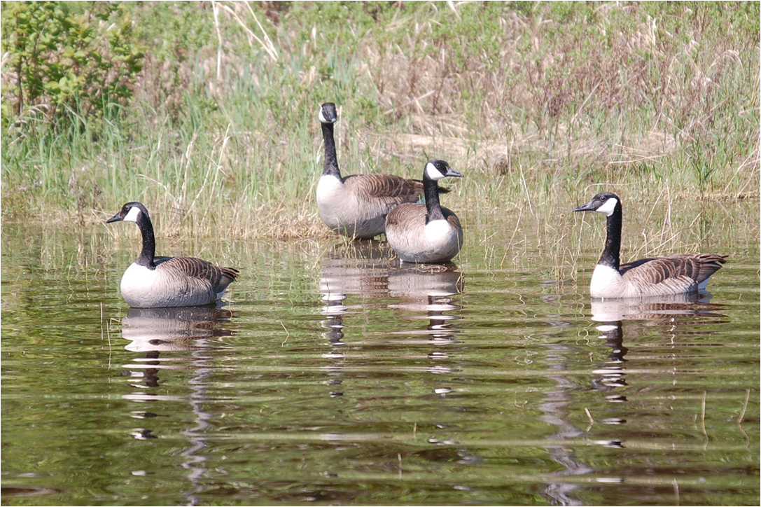 geese.png