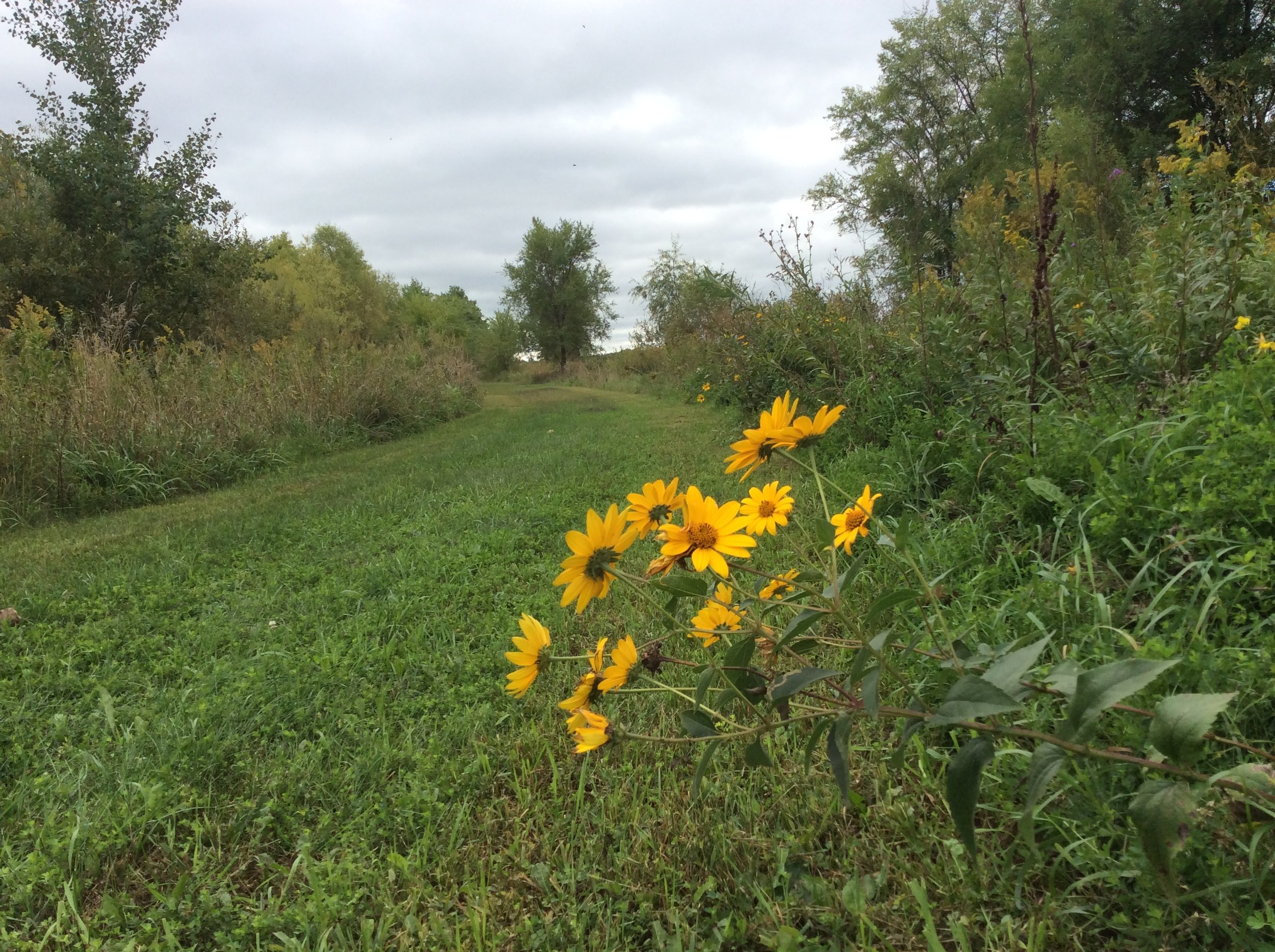 Arbor Village trail.jpeg