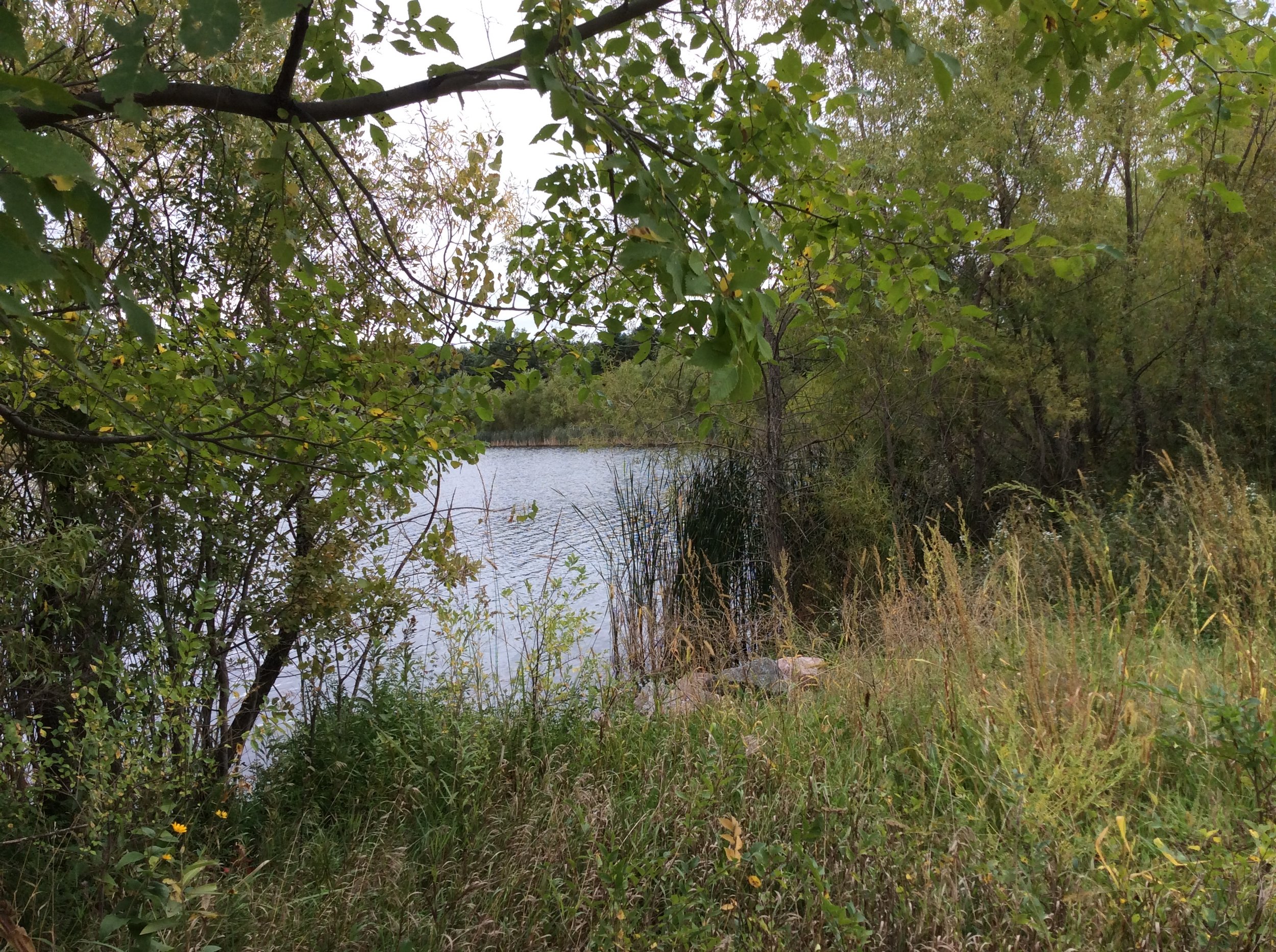 Arbor village trail pond.jpeg