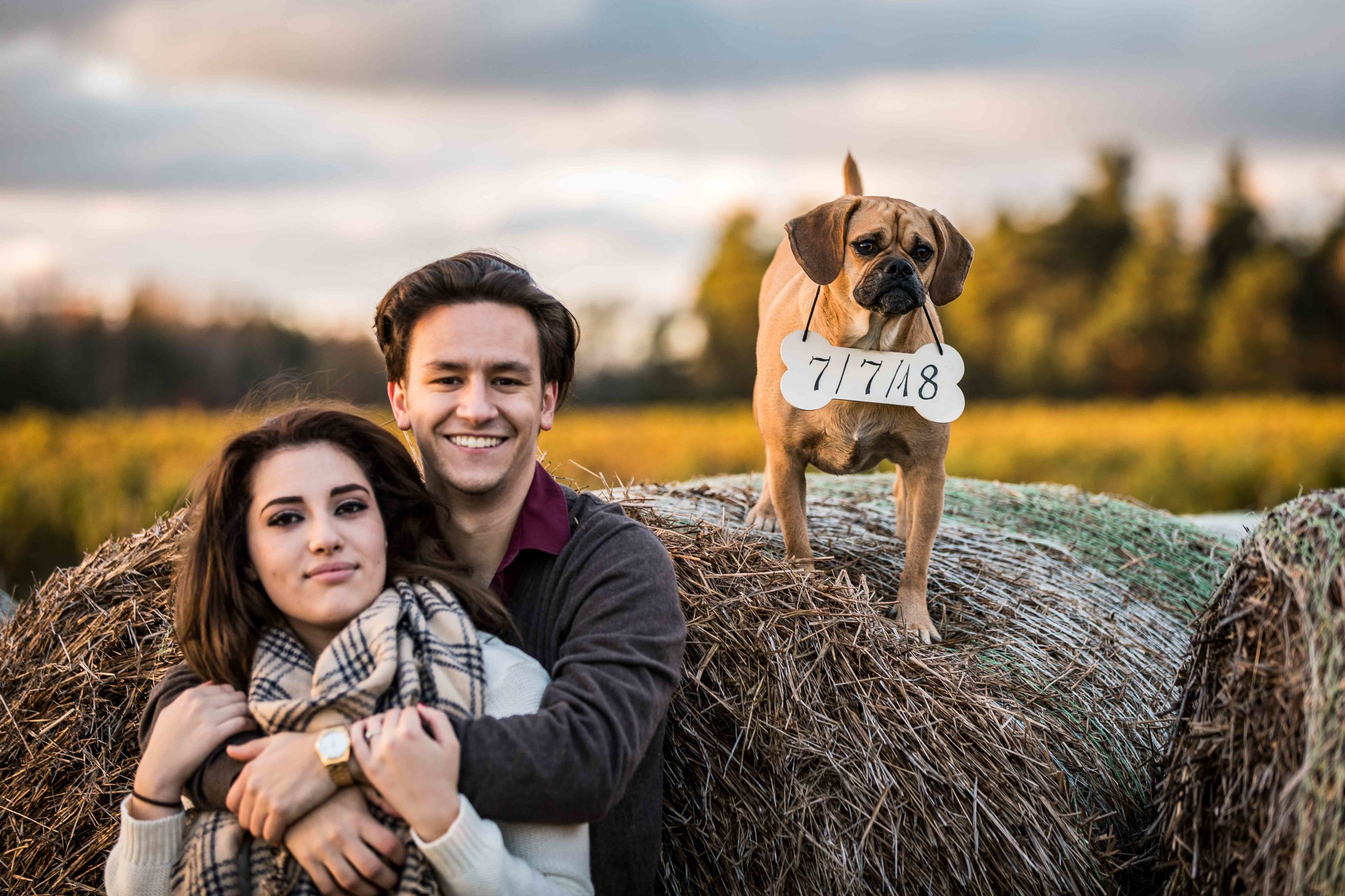  Save the date with the dog on a hay bale in the field at Glenn Vineyard in Michigan 