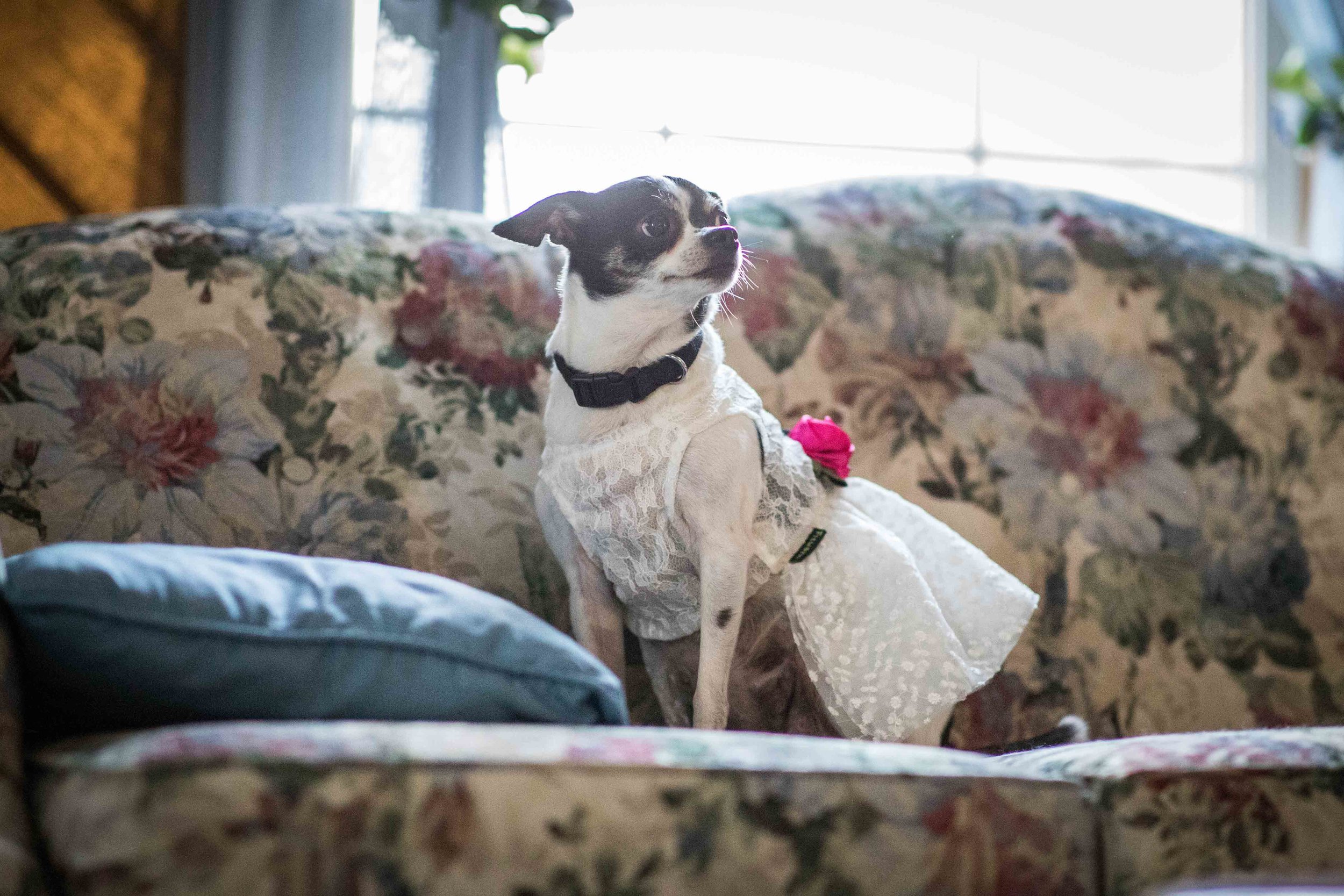  a dog wearing a white wedding dress with pink flowers sits on a couch 