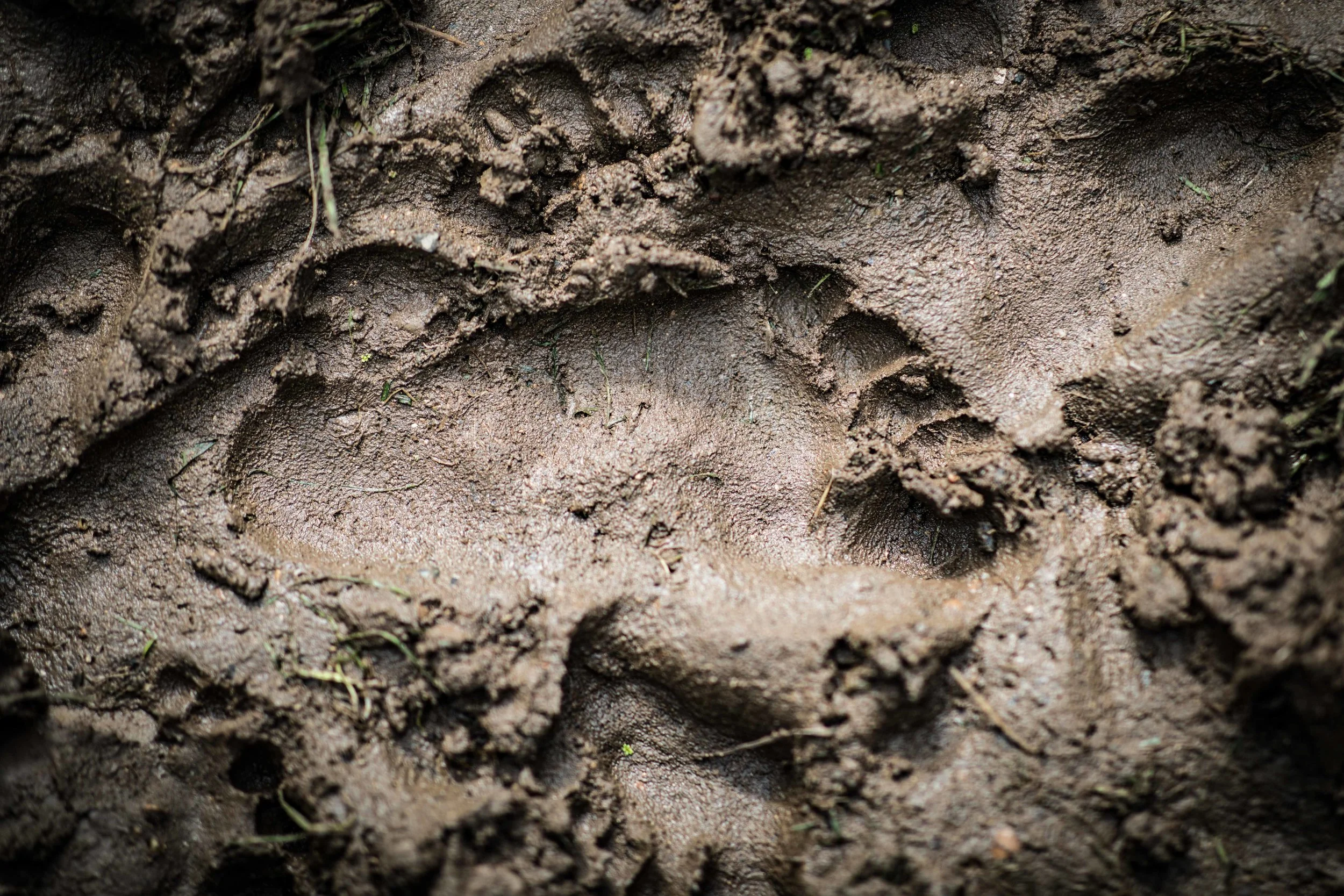 an imprint of a child’s foot in the mud
