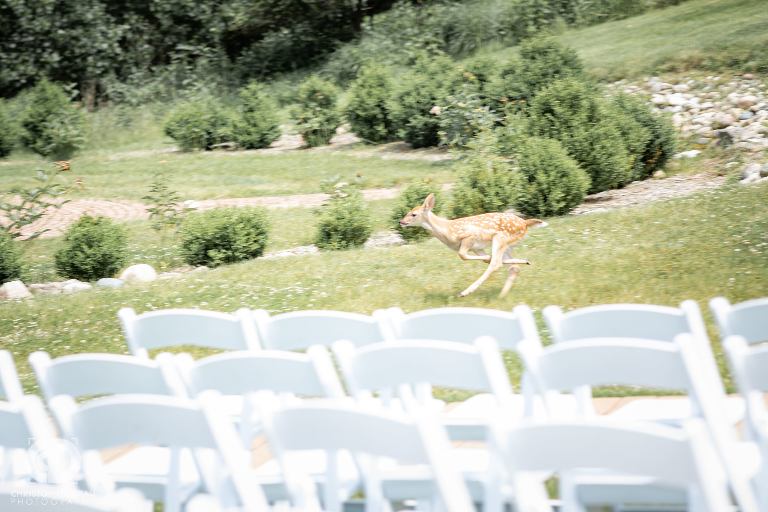  fawn running through wedding ceremony 
