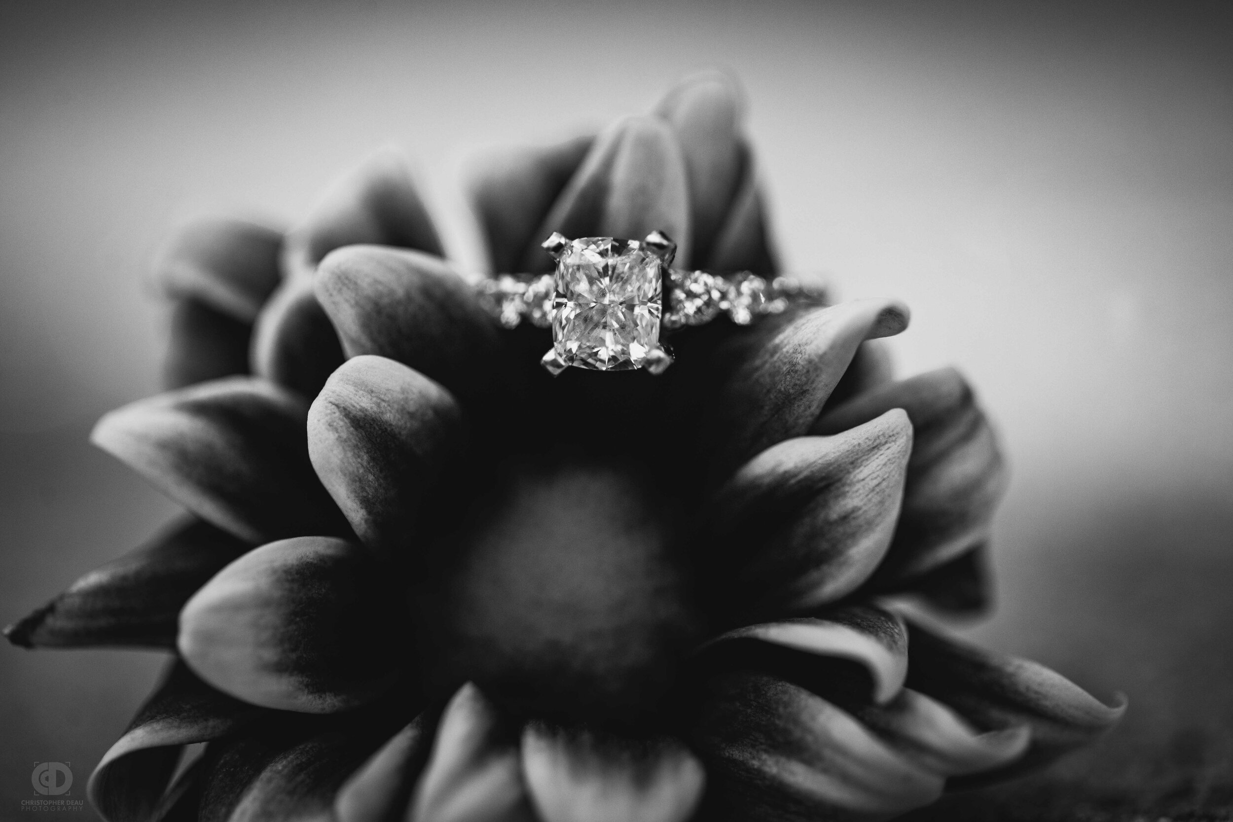 close up ring photo on a flower.jpg