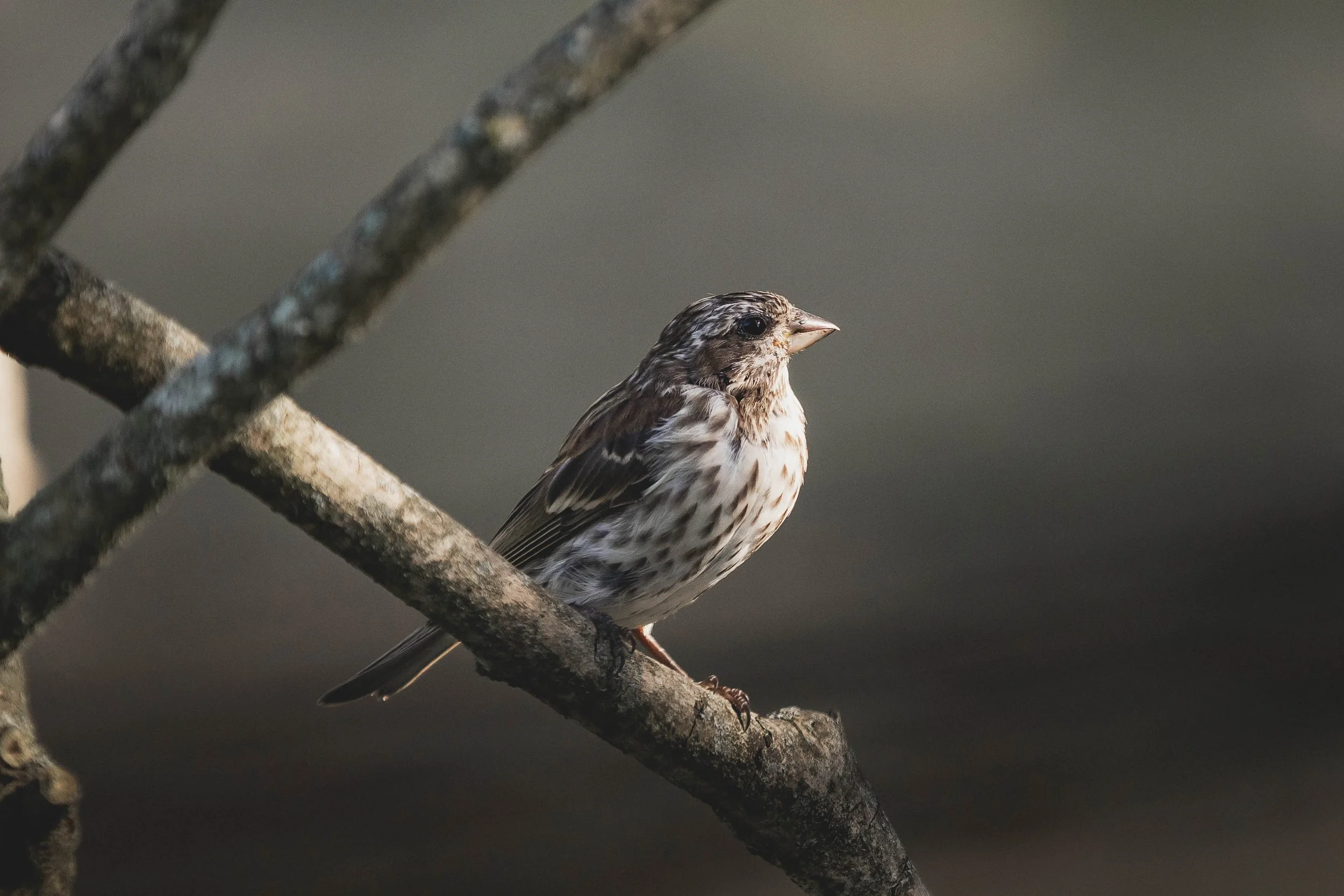 Red Breasted Grosbeak.jpg