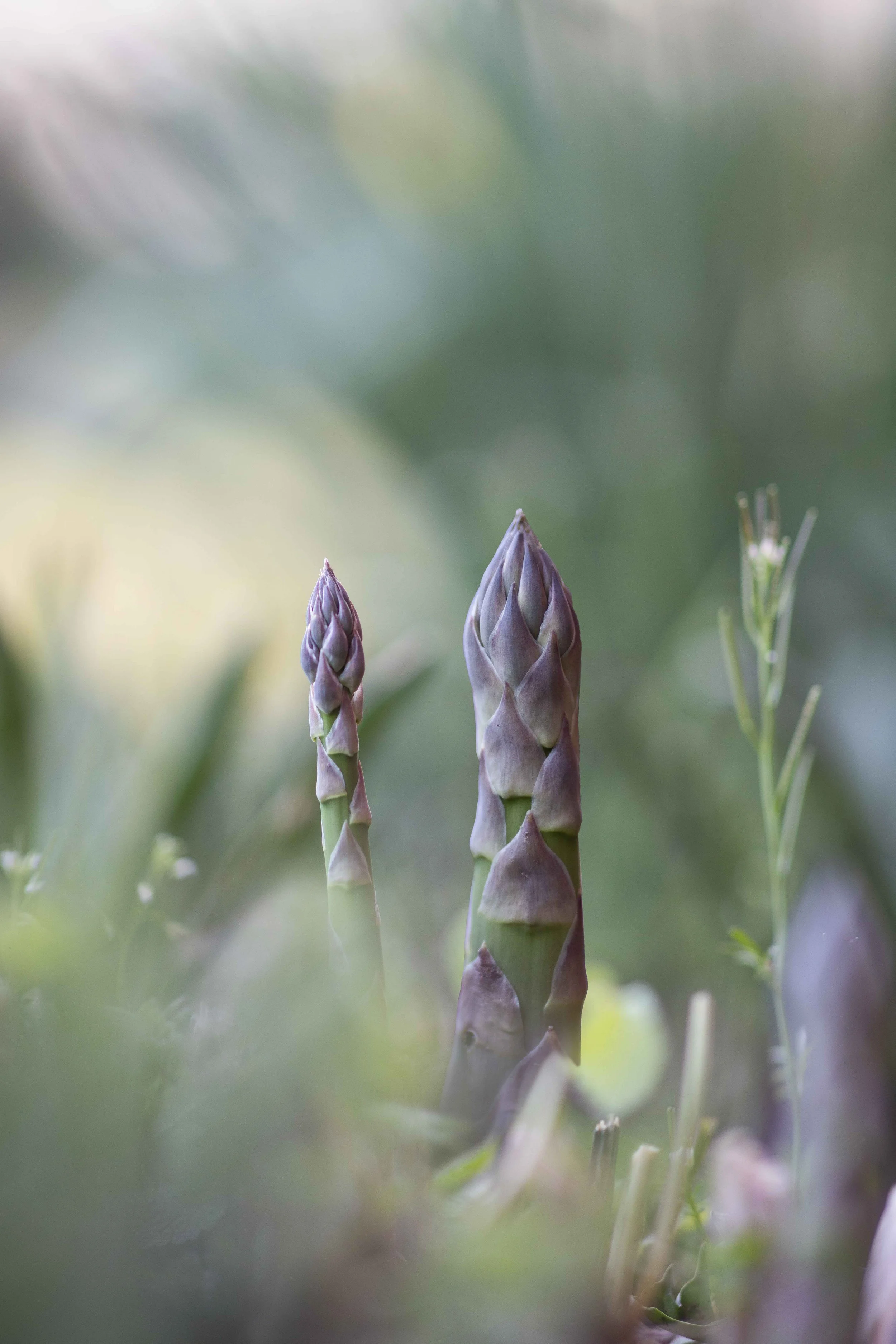 Sexy Asparagus.jpg