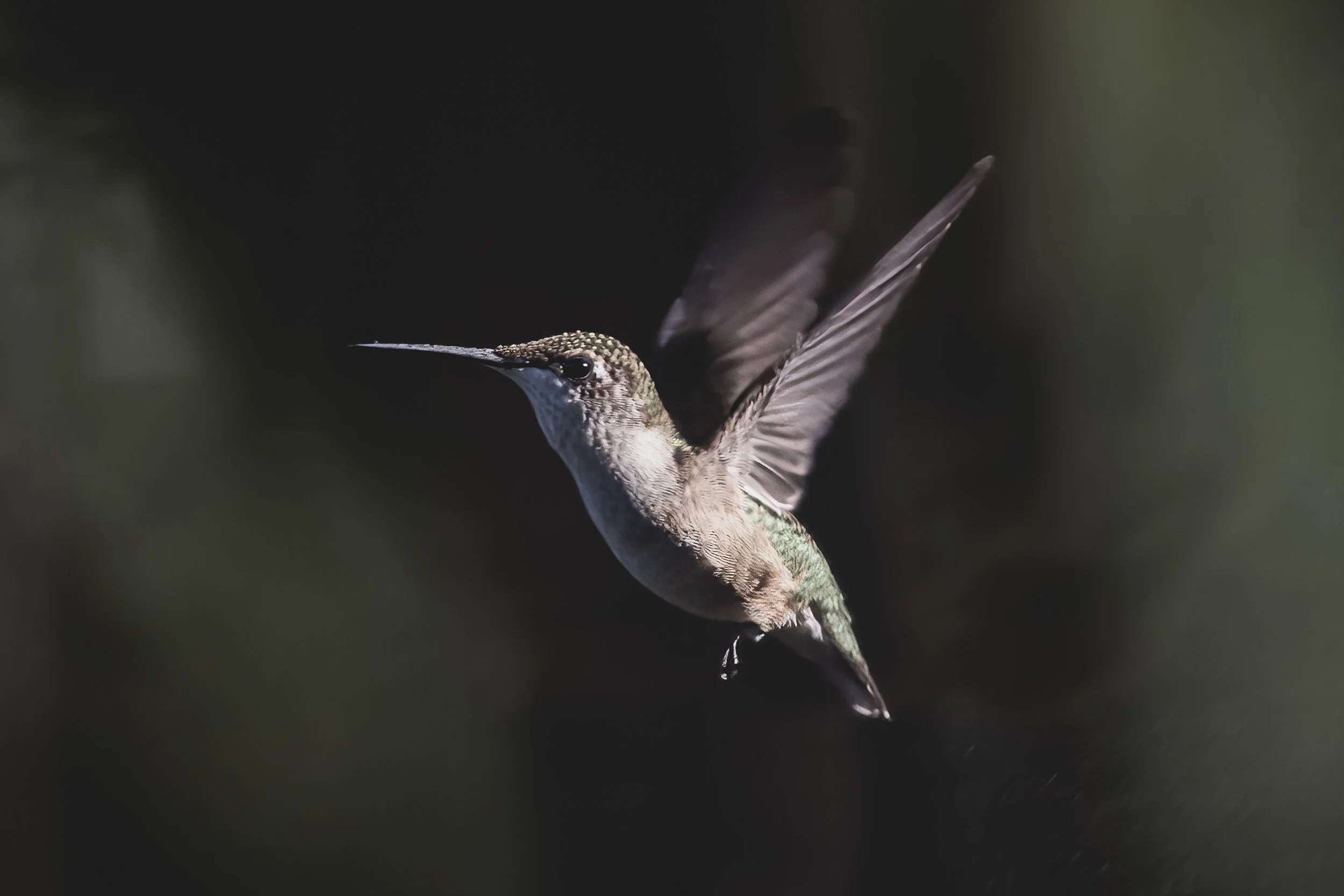 Ruby Throated Humming Bird.jpg