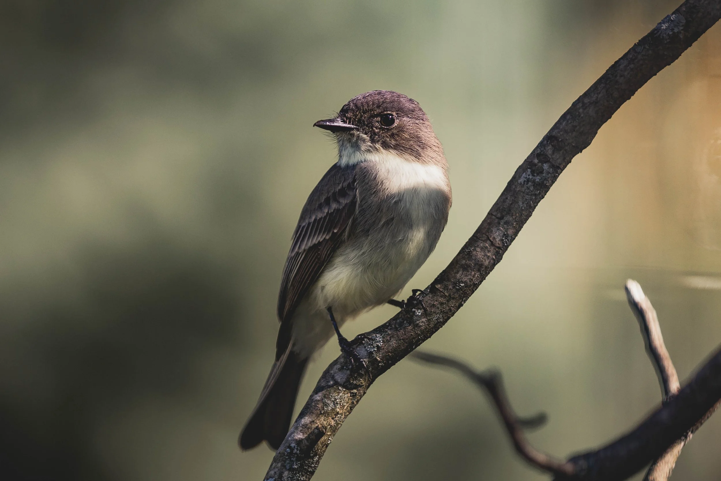 Eastern Phoebe.jpg