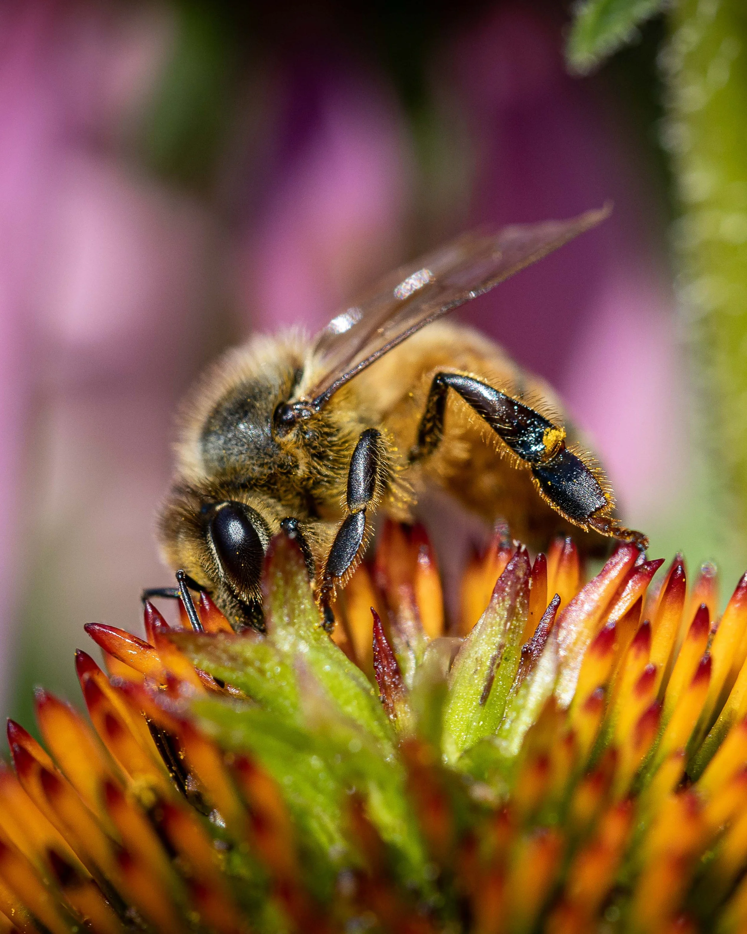 Christopher Deau Photography- Bees 1.jpg