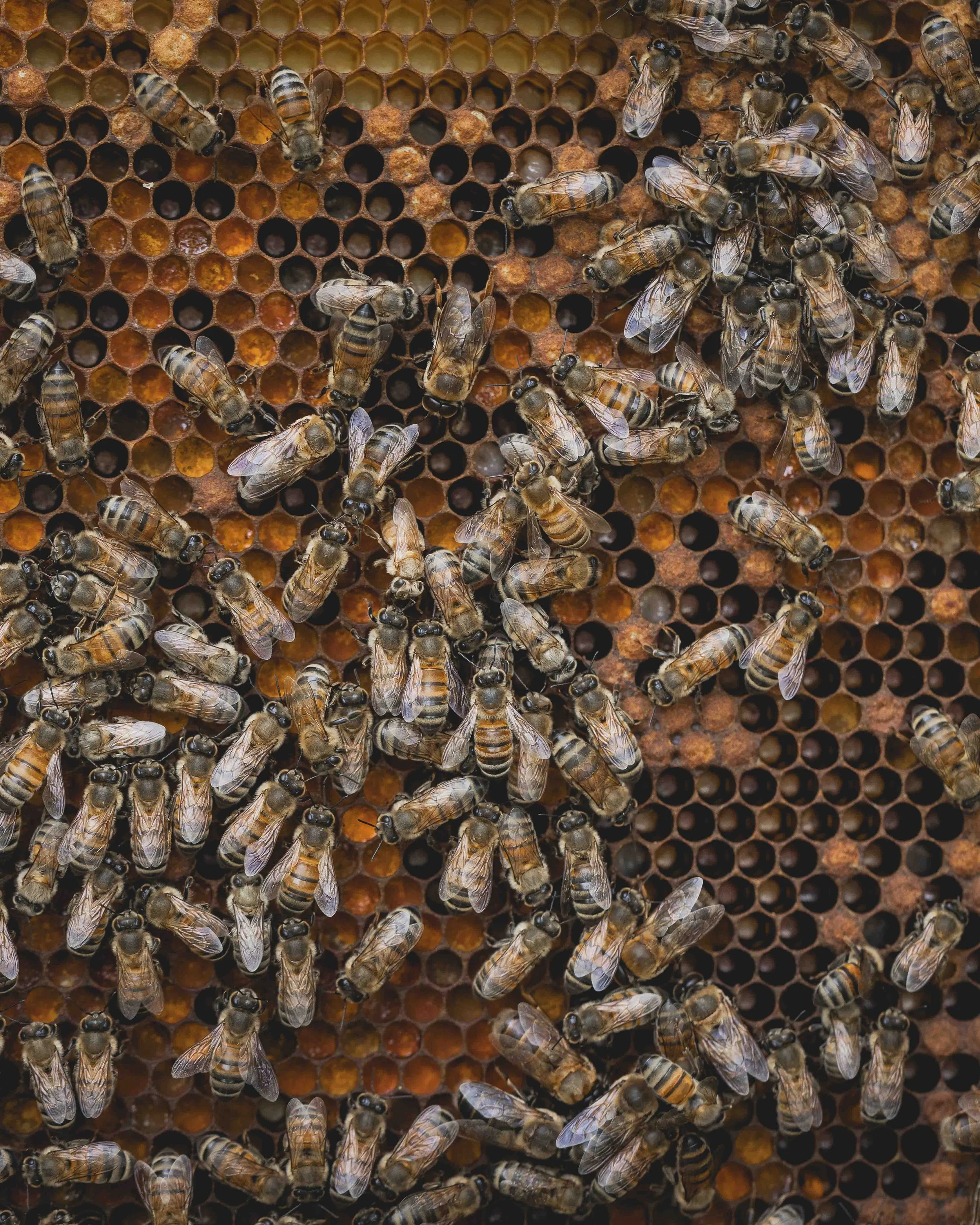 Christopher Deau Photography- Bees 2.jpg