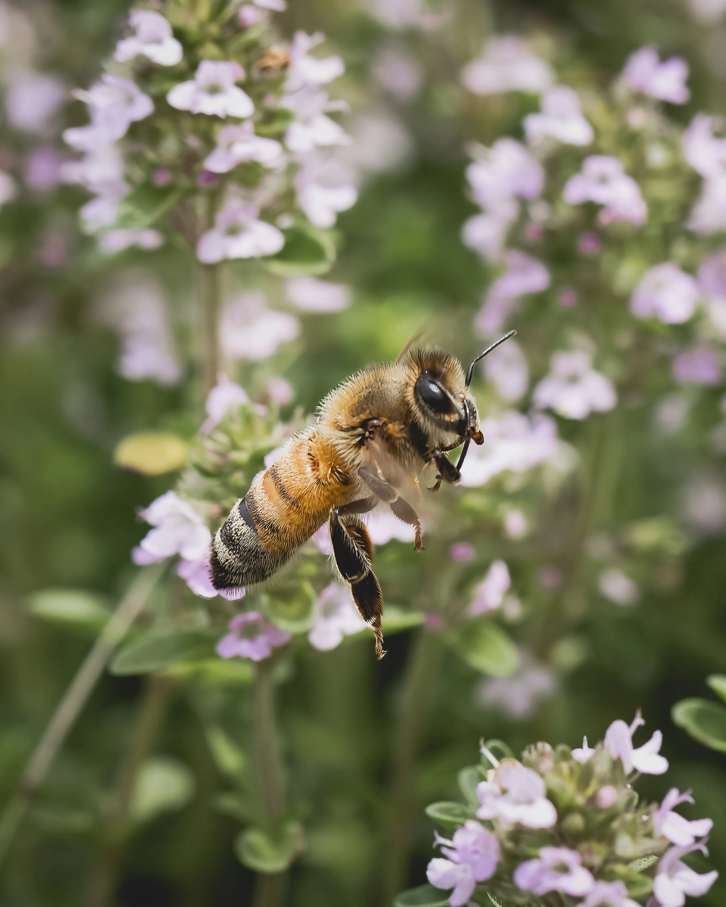 Christopher Deau Photography- Bees 3.jpg