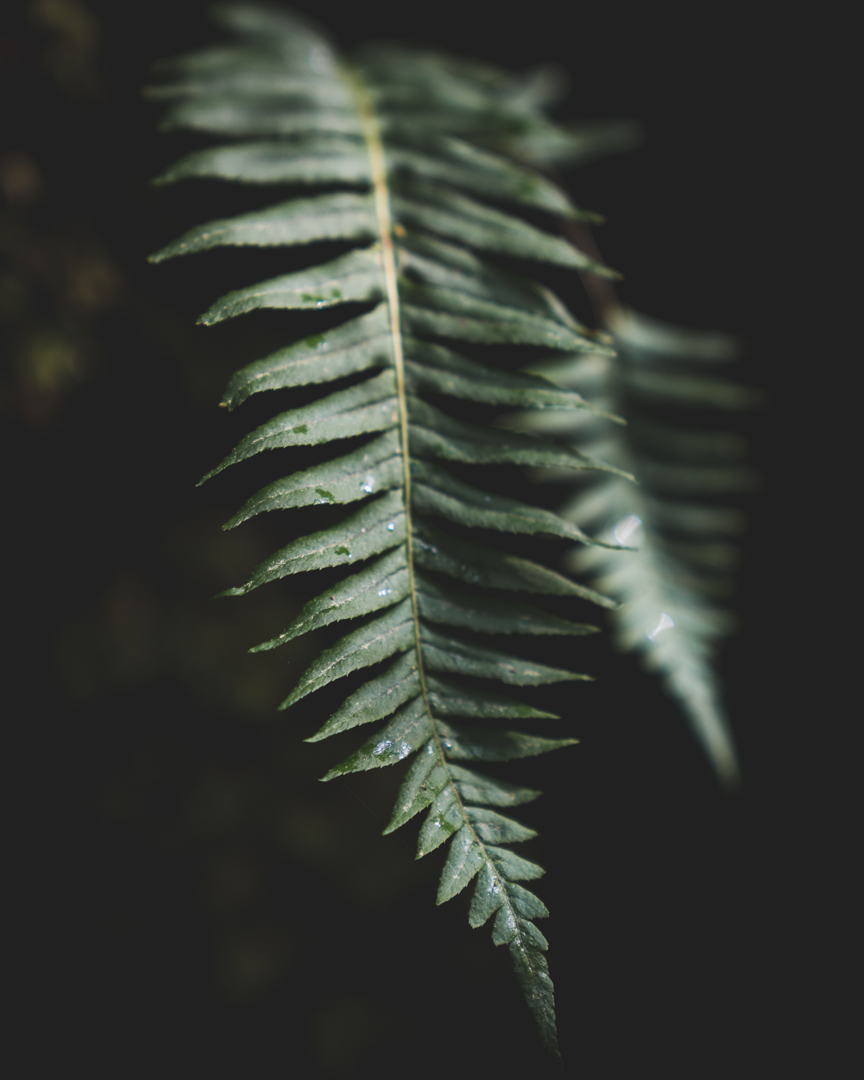 PNW4.jpg