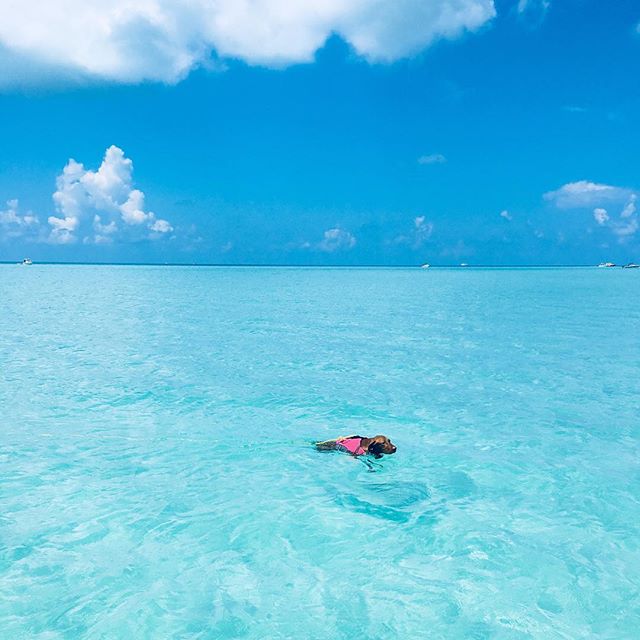 This is my sister&rsquo;s puppy, Winnie the Pooh. I think she would rather be a fish 🐠 full heart watching her play all day long! #vizlasofinstagram #bermuda #bermudadreaming #familydays #onthewater #soulshine #happyplace
