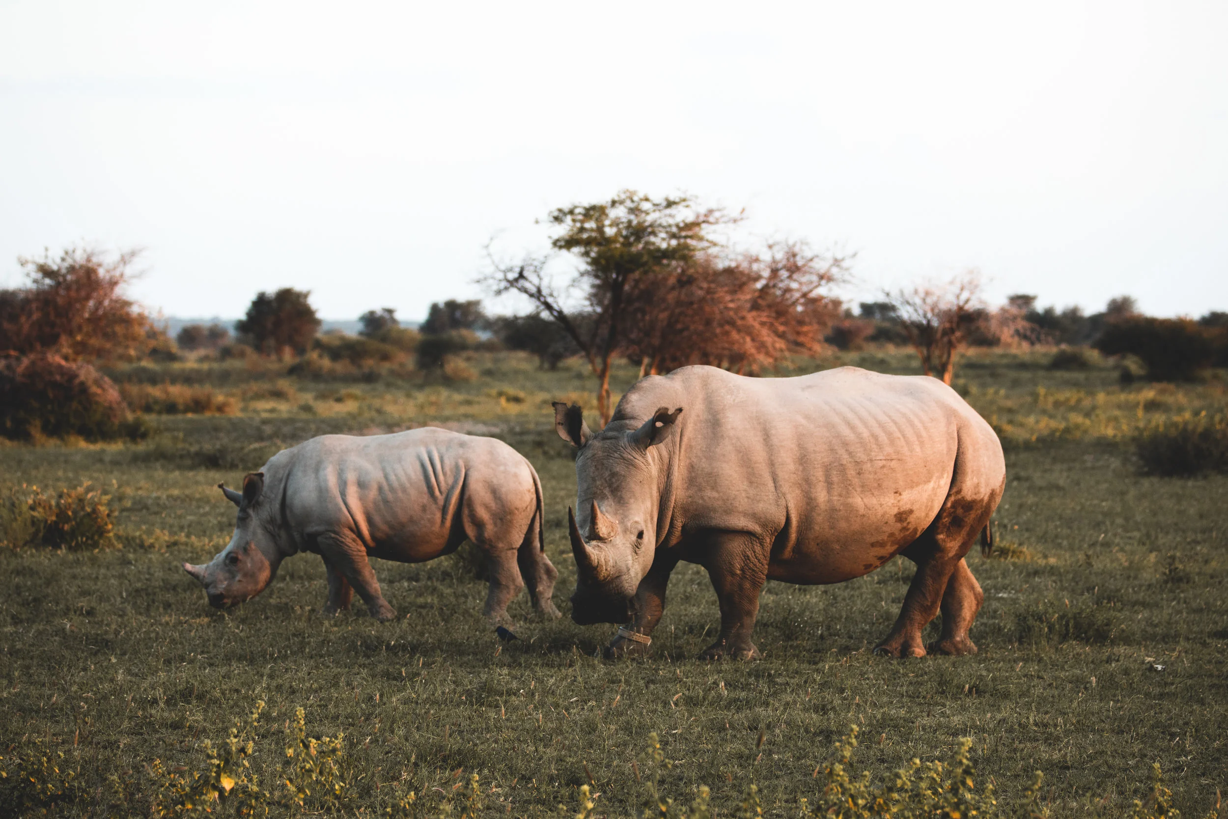 Mom and baby at Khama Rhino Sanctuary, Botswana.