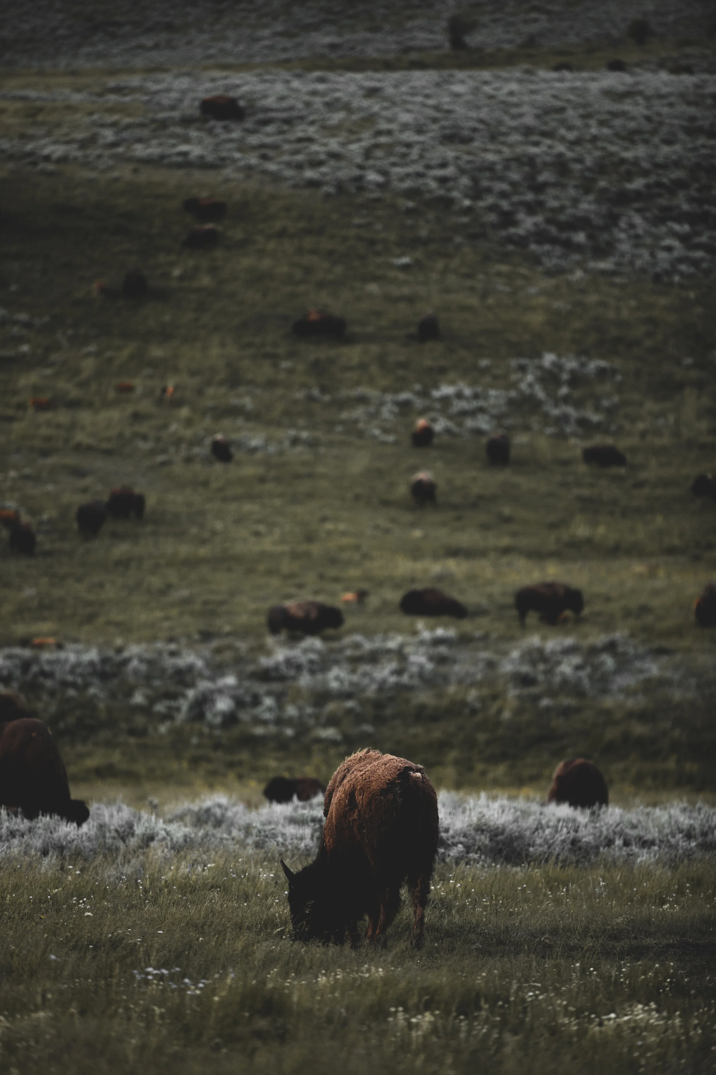 Herd of bison grazing in Lamar Valley.