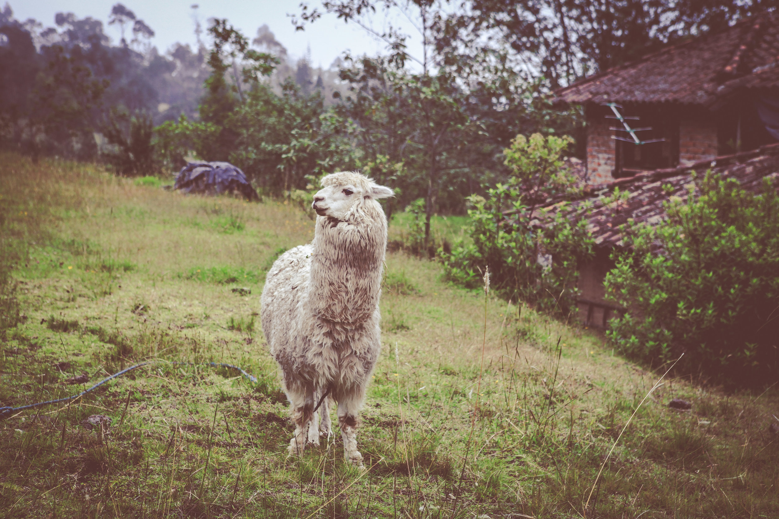 Ecuador-410.jpg