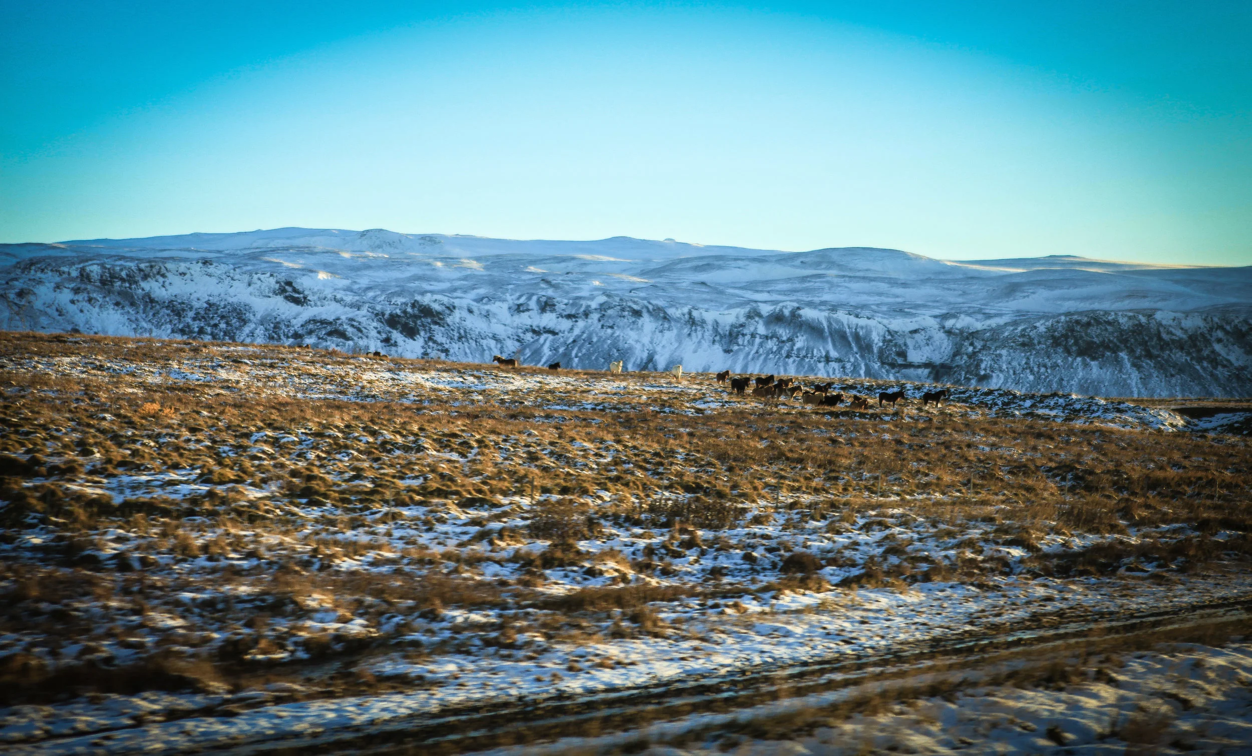 icelandfav-12.jpg
