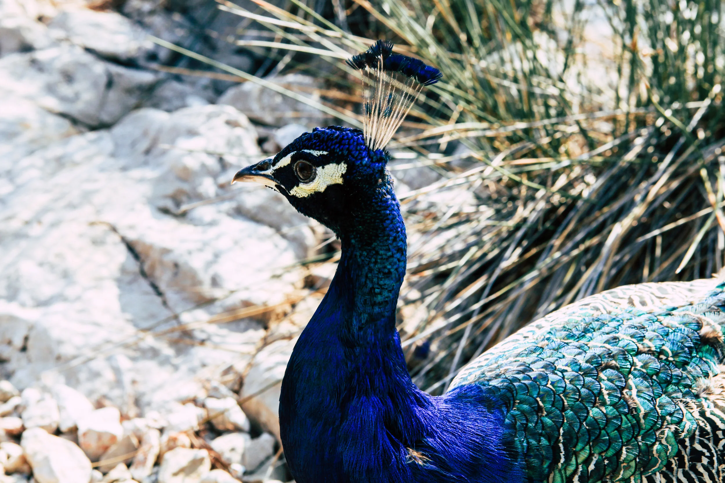 Croatia (156 of 534).jpg
