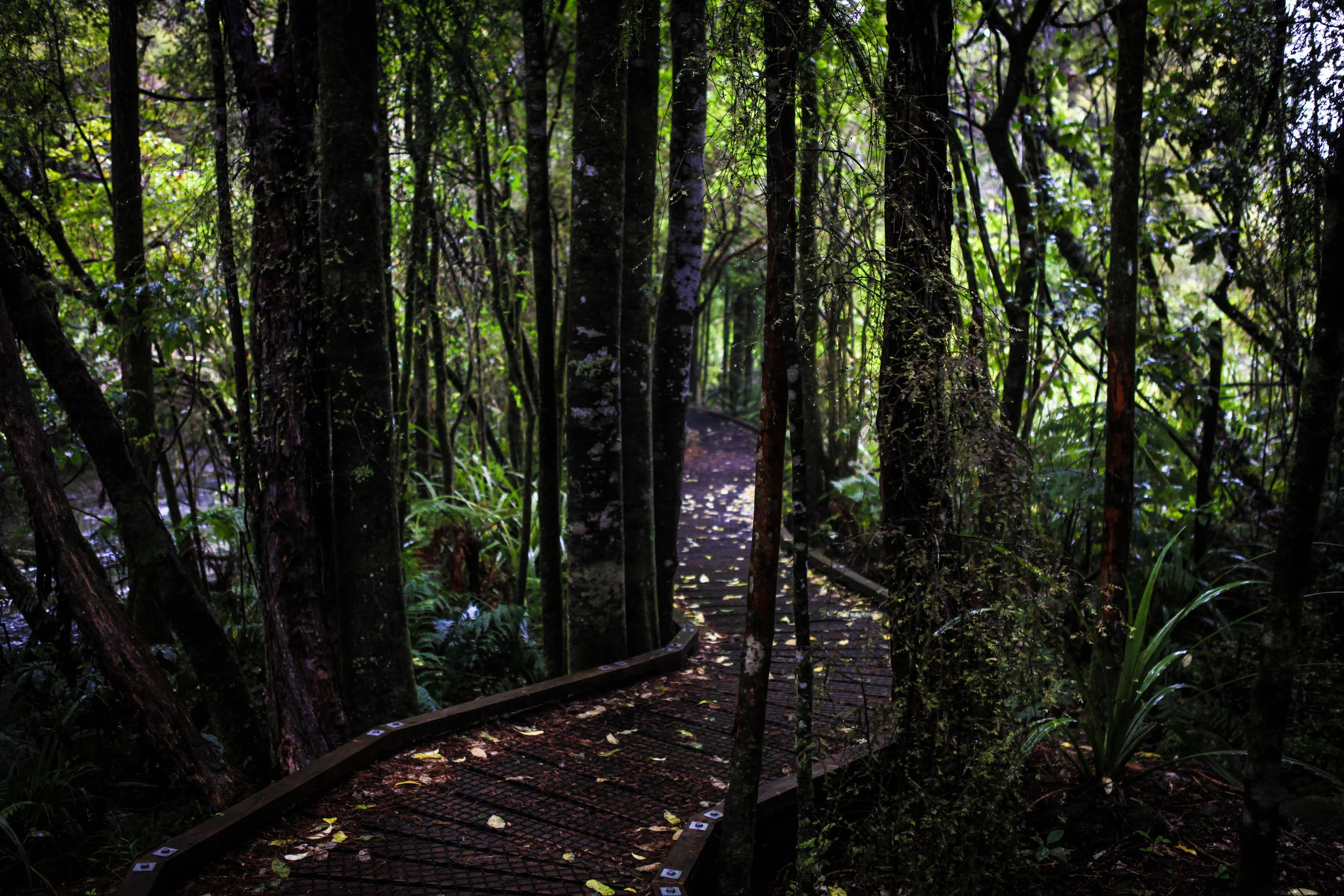 NewZealand_web-96.jpg