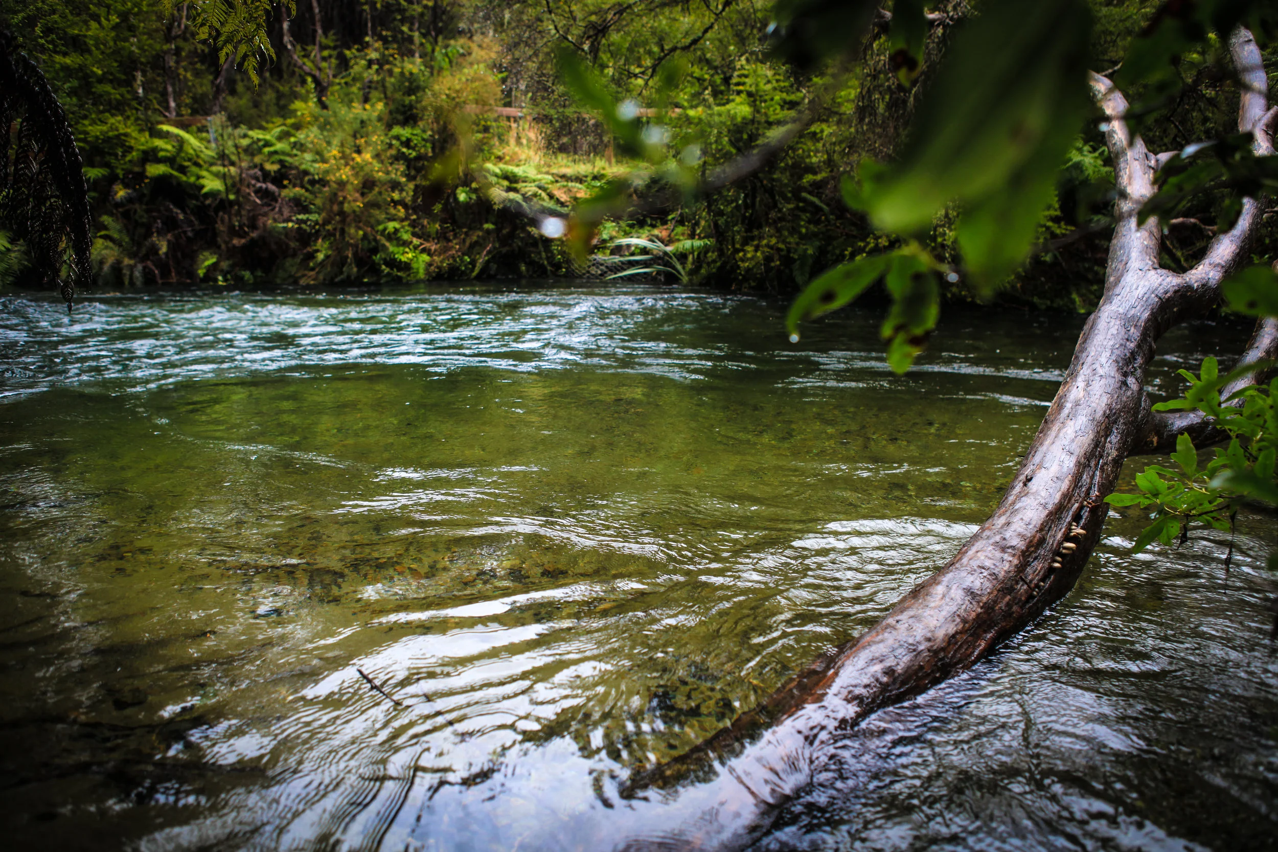 NewZealand_web-110.jpg