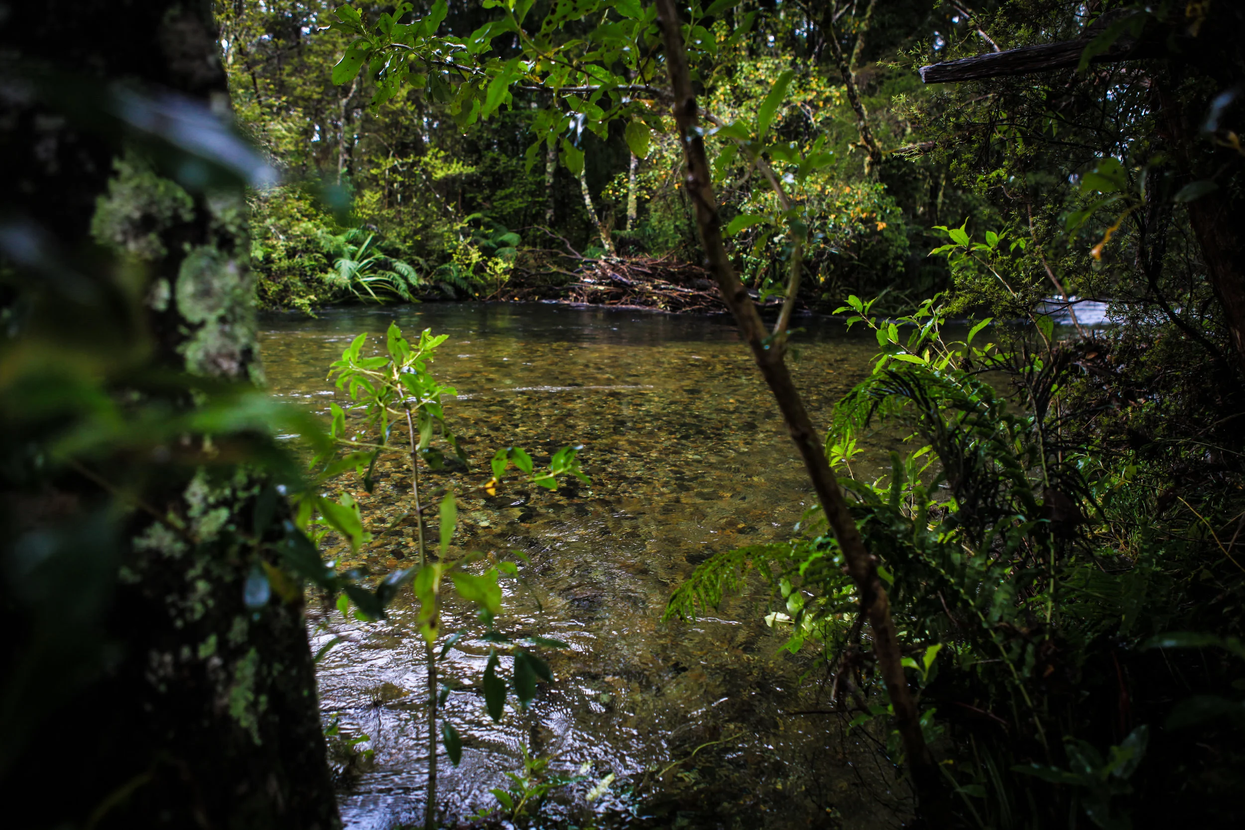 NewZealand_web-111.jpg