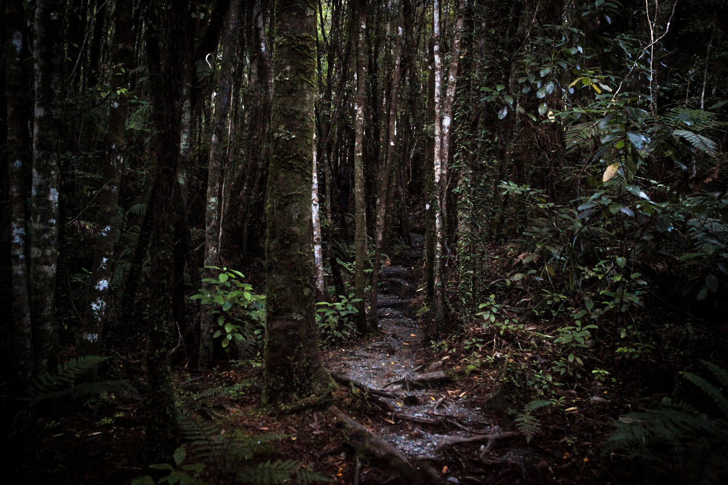 NewZealand_web-172.jpg